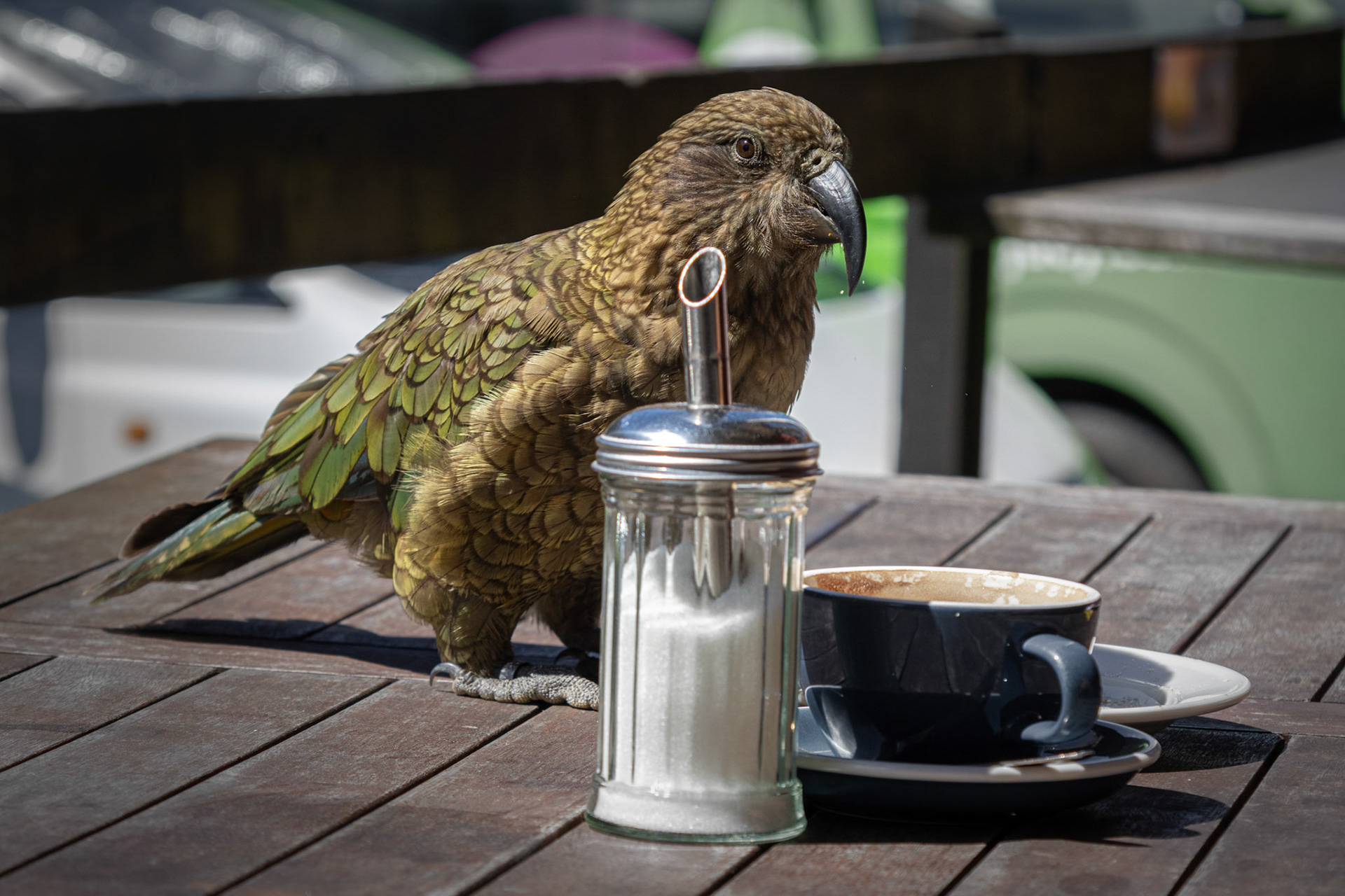 Kea eyeing up a flat white