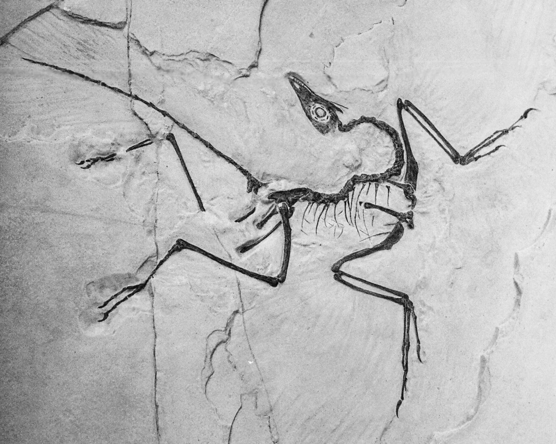 Cast of fossil