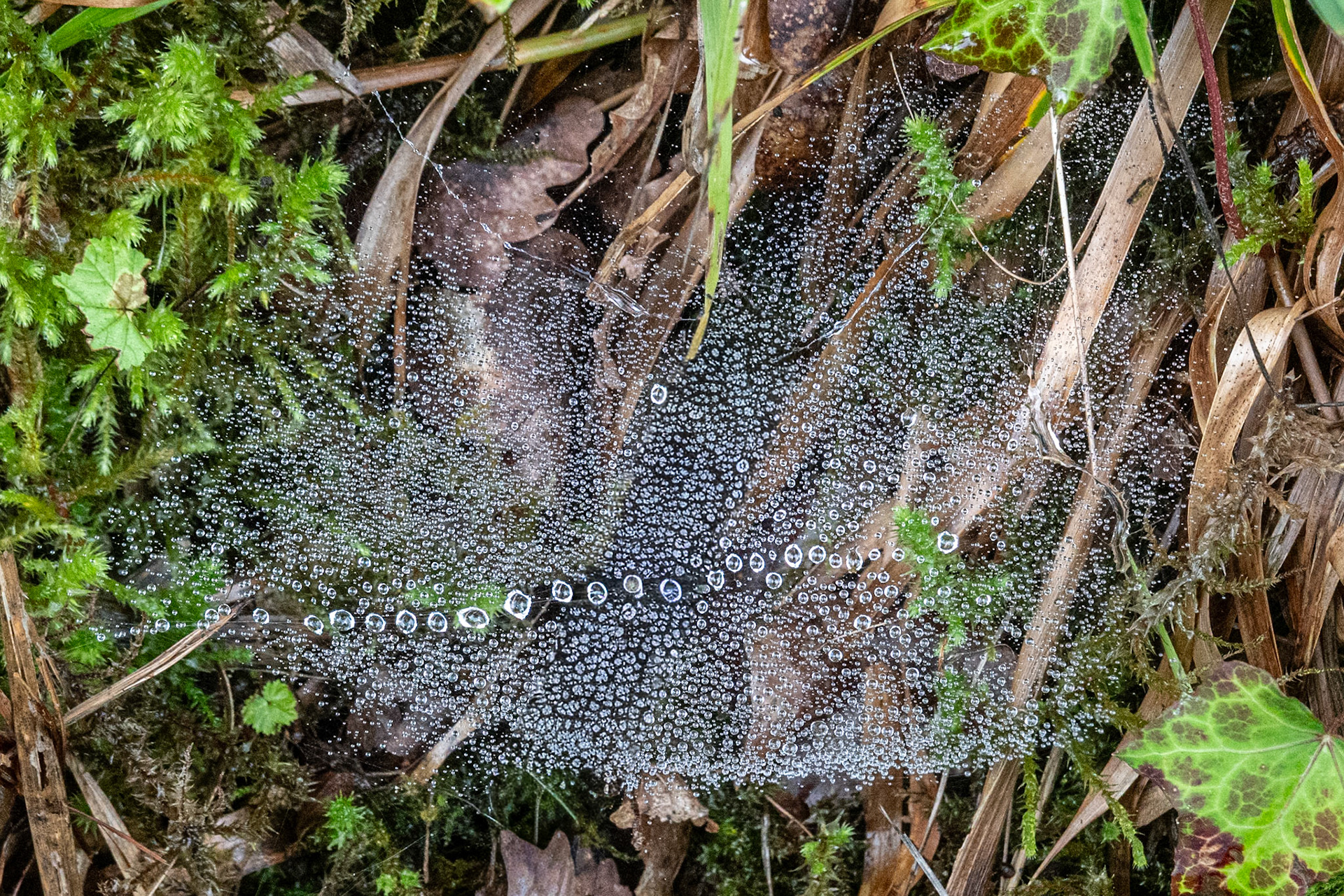 Dewdrops on cobweb, Angidy Trail