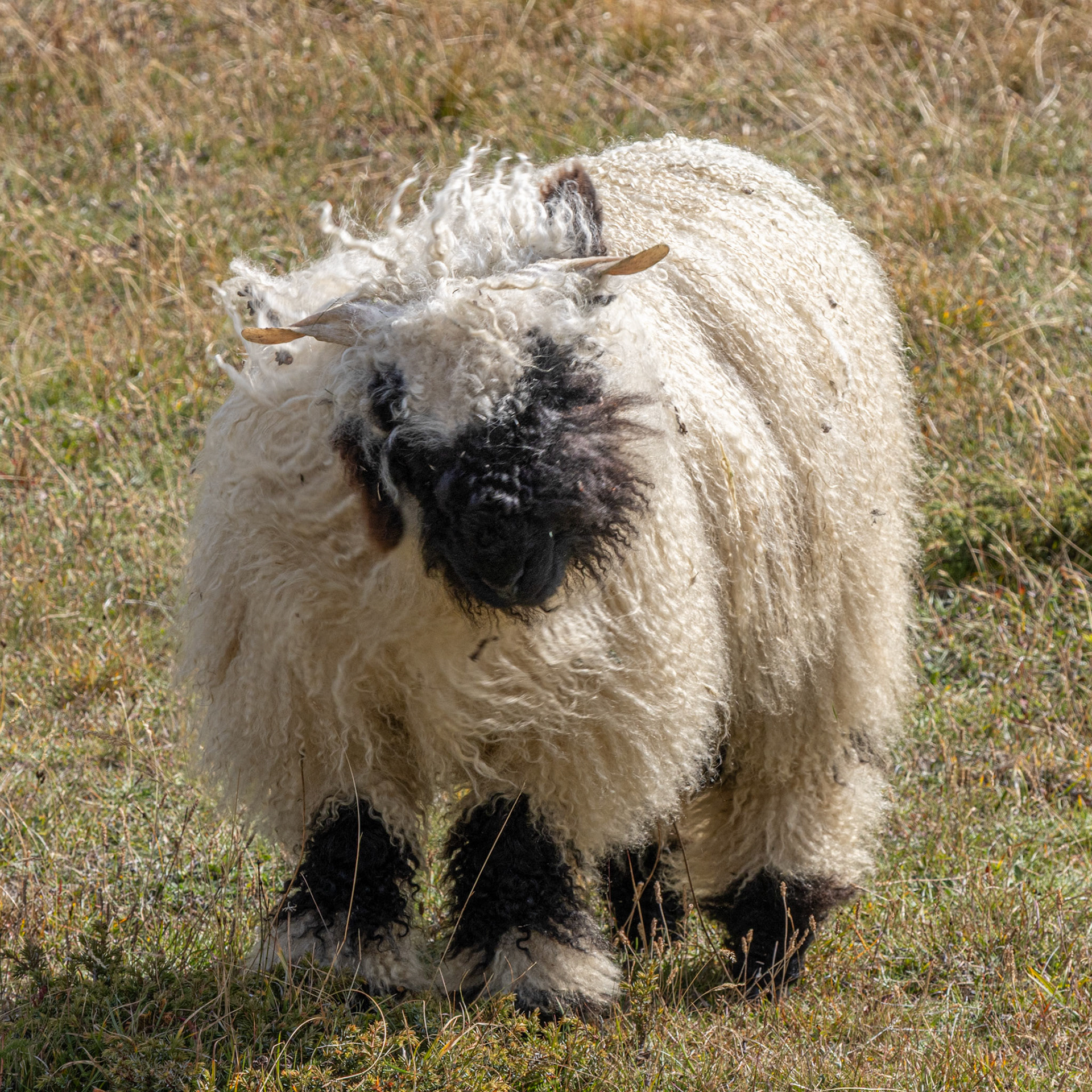 "The World's cutest sheep"  apparently. Face a bit difficult to make out