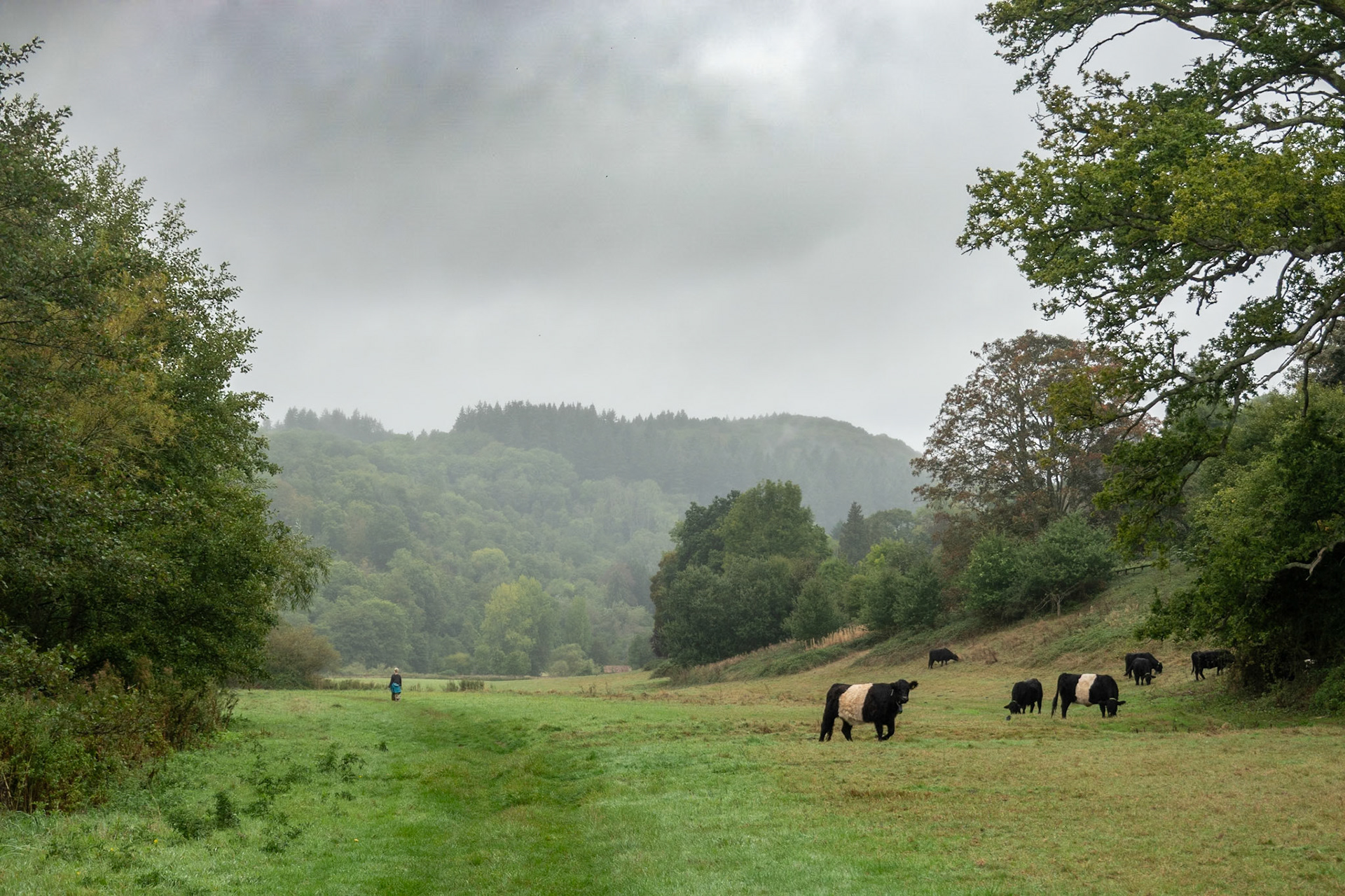 Through misty fields. Cows were geo-fenced. Wore a collar that made a high pitched sound if they got too close to the boundary. Seemed to work