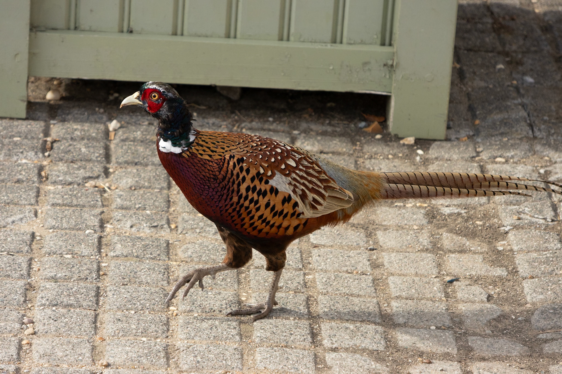 Pheasant. An easy shot for the Duke