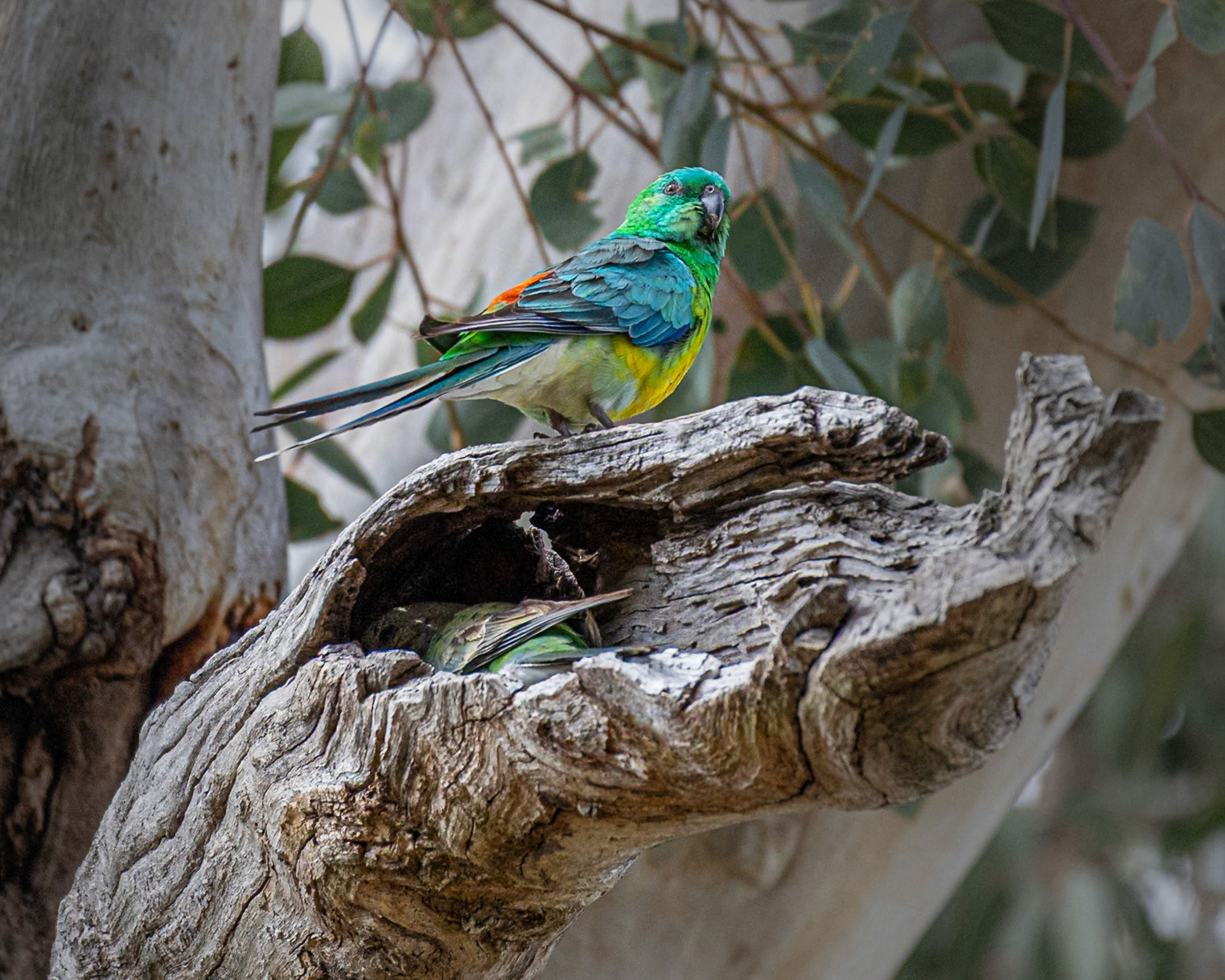 Red-rumped parrots setting up home