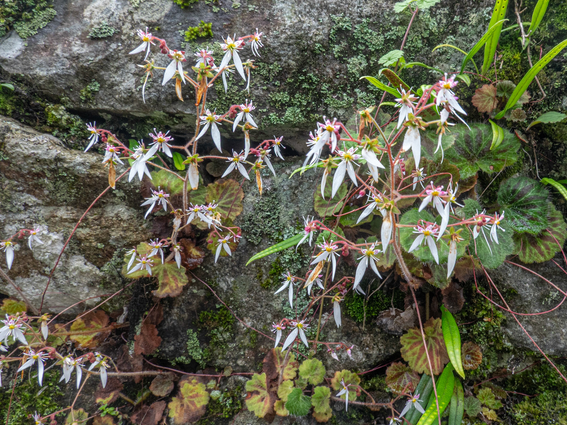 Wild orchid