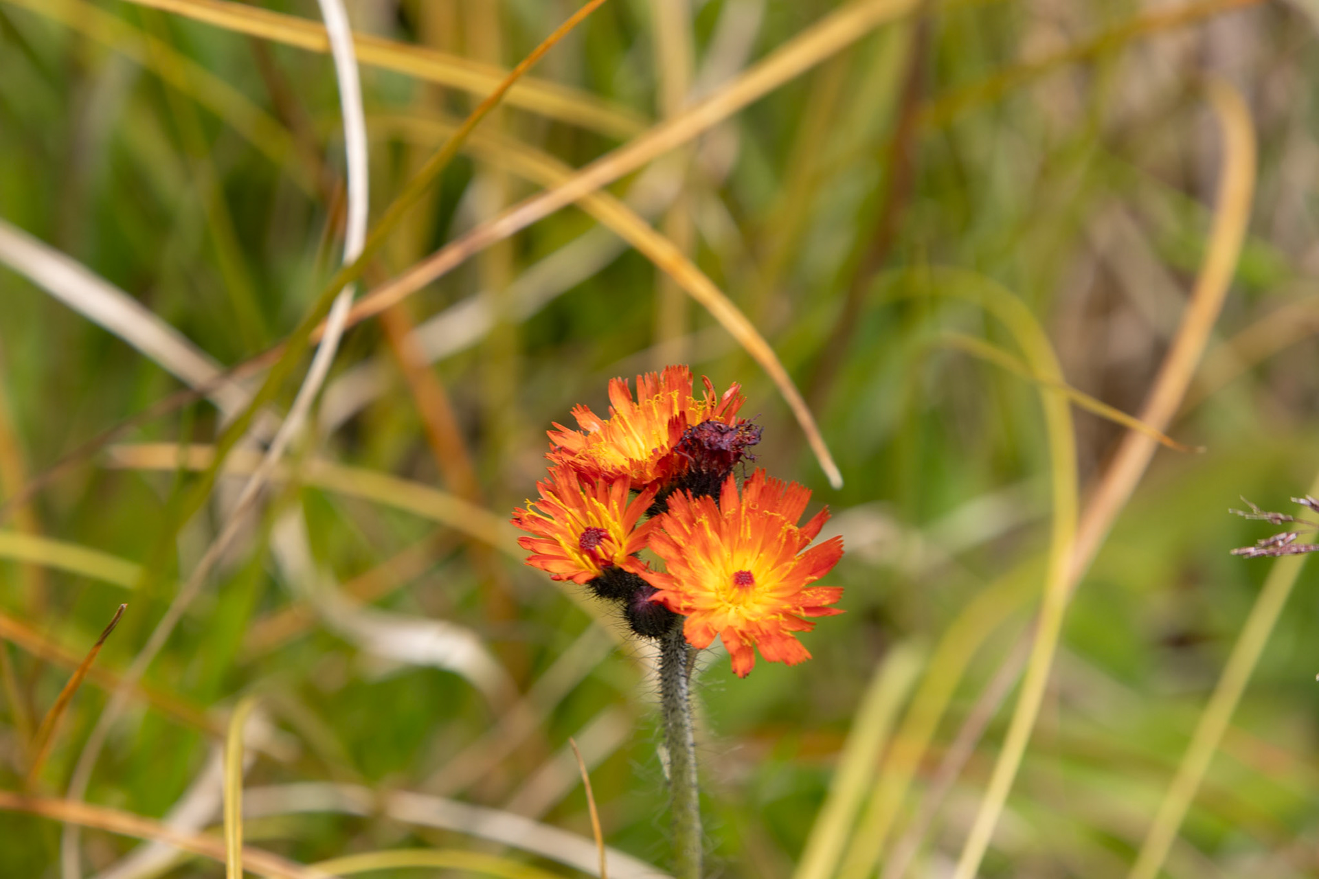Orange Jawkweed or Devil's Paintbrush