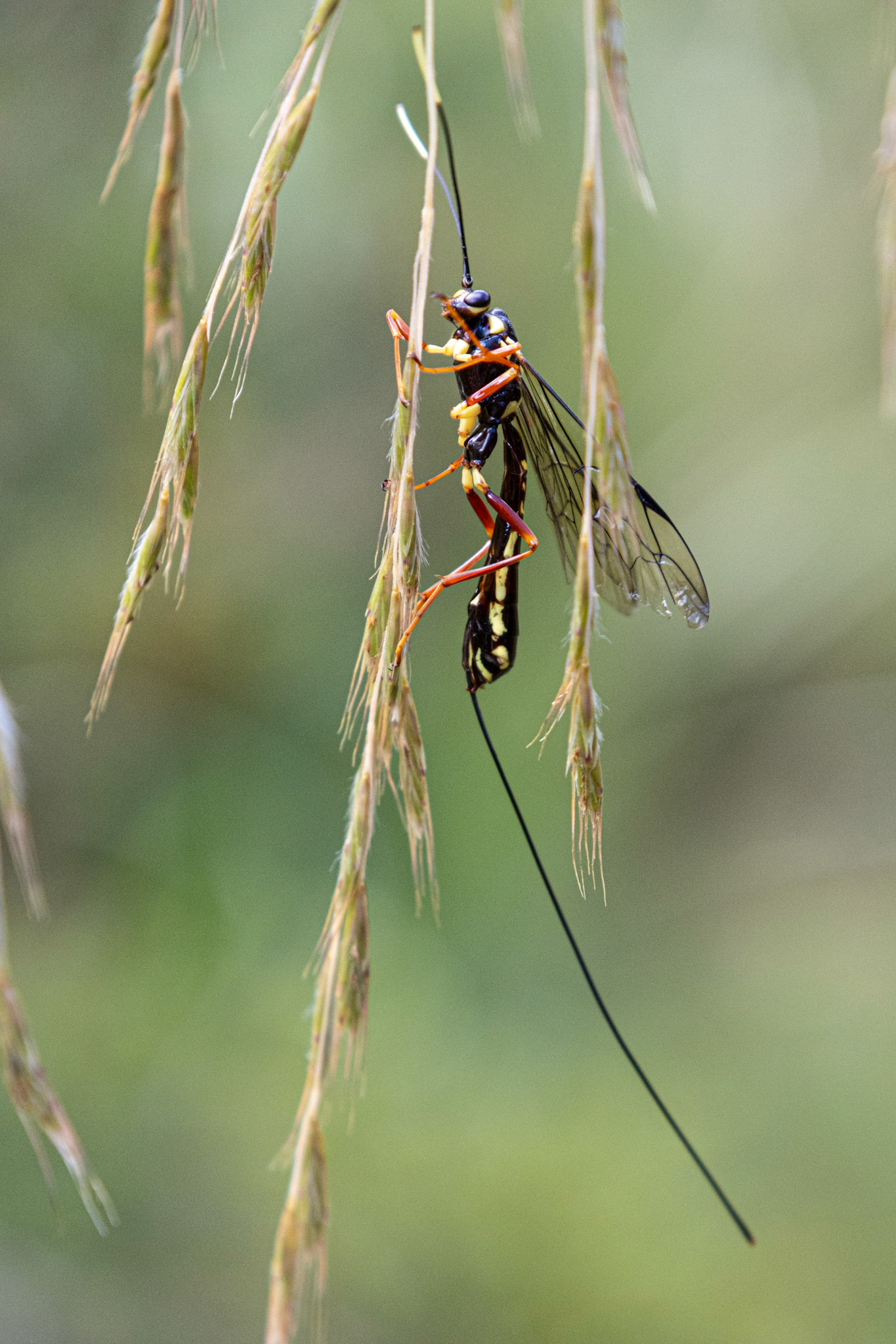 Giant Ichneumonid Wasp