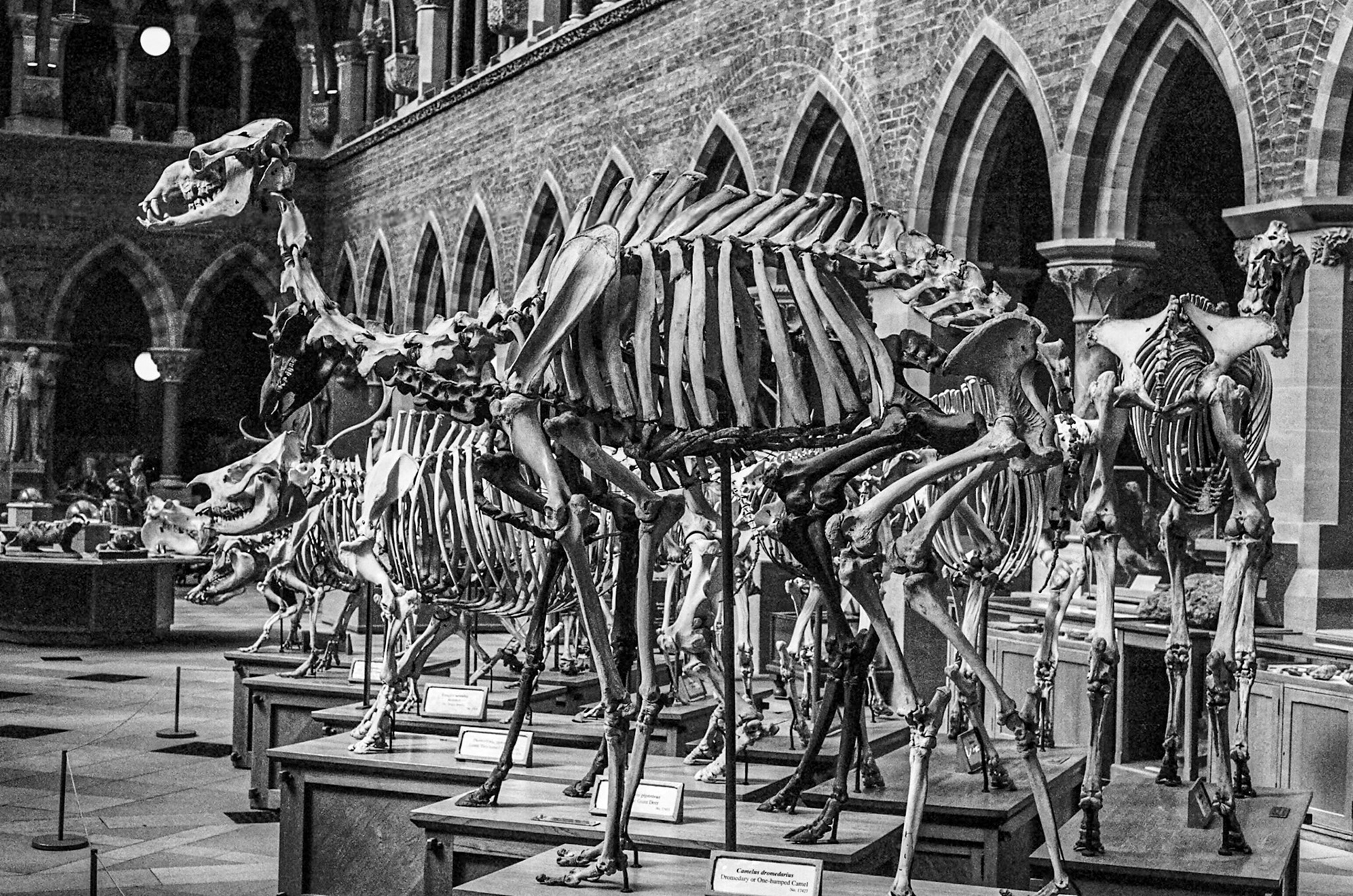 Skeletons, Natural History Museum