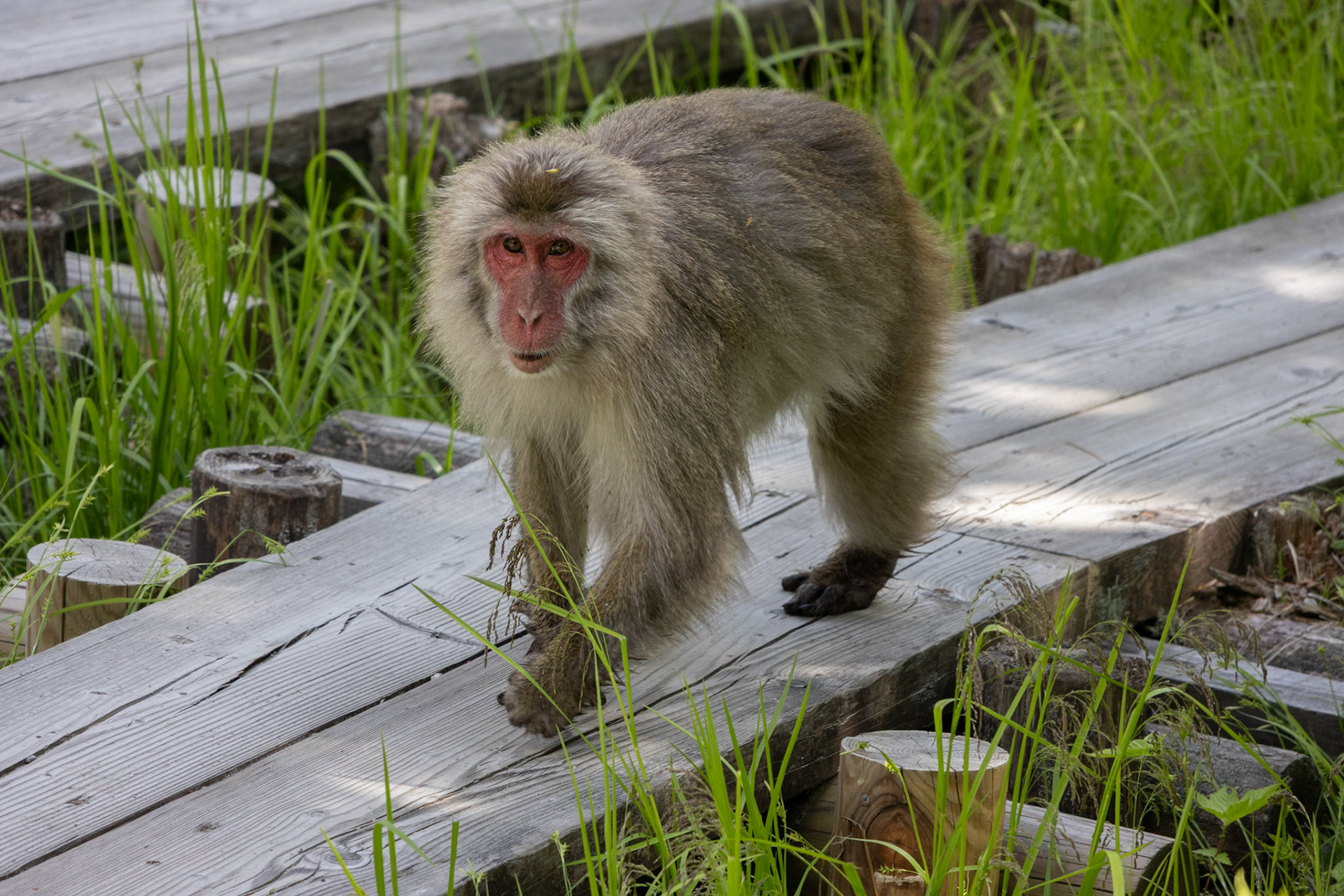 One of the many monkeys. They seemed to ignore the humans. Probably because the locals don't feed them