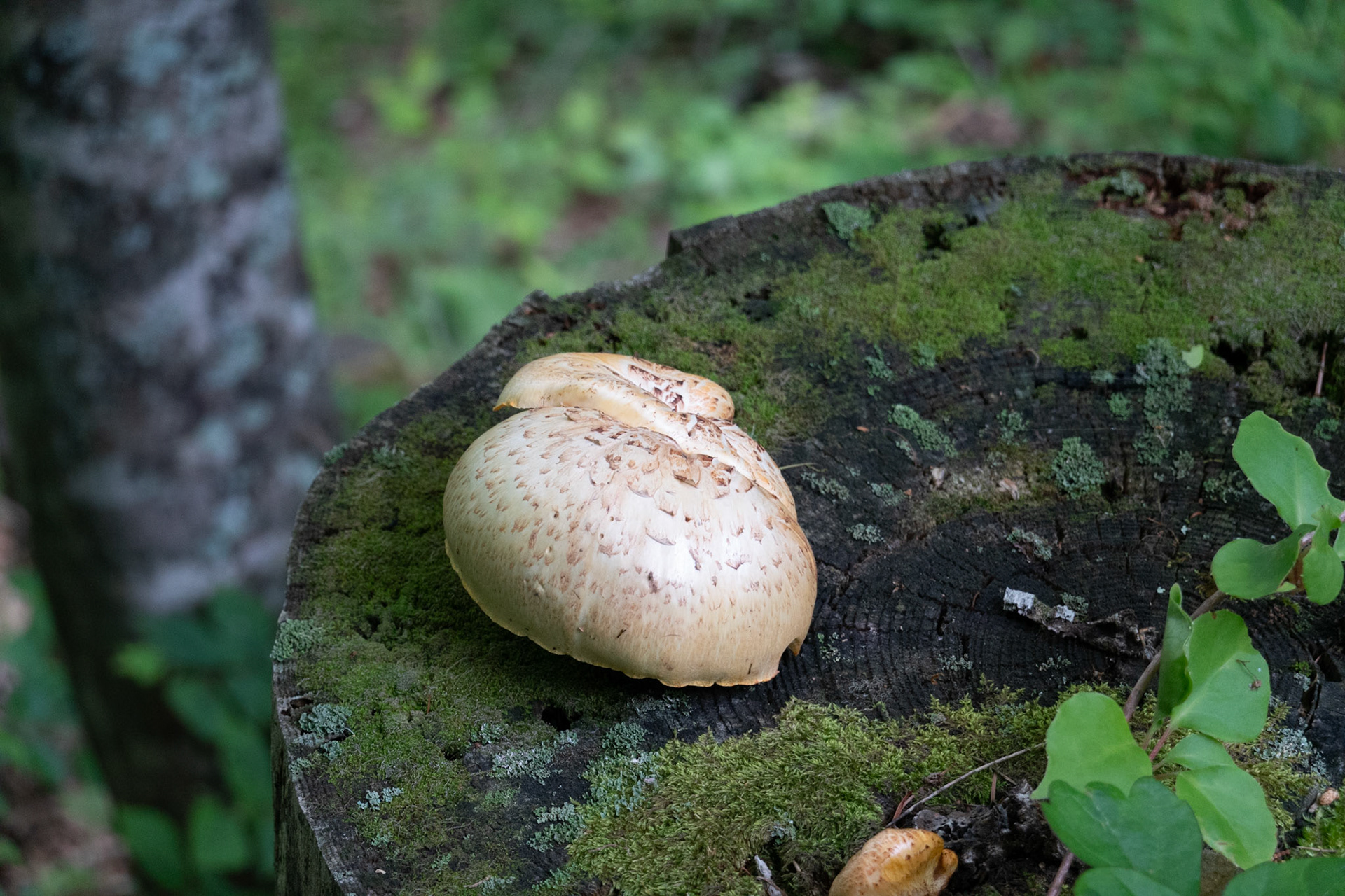 Fungus
