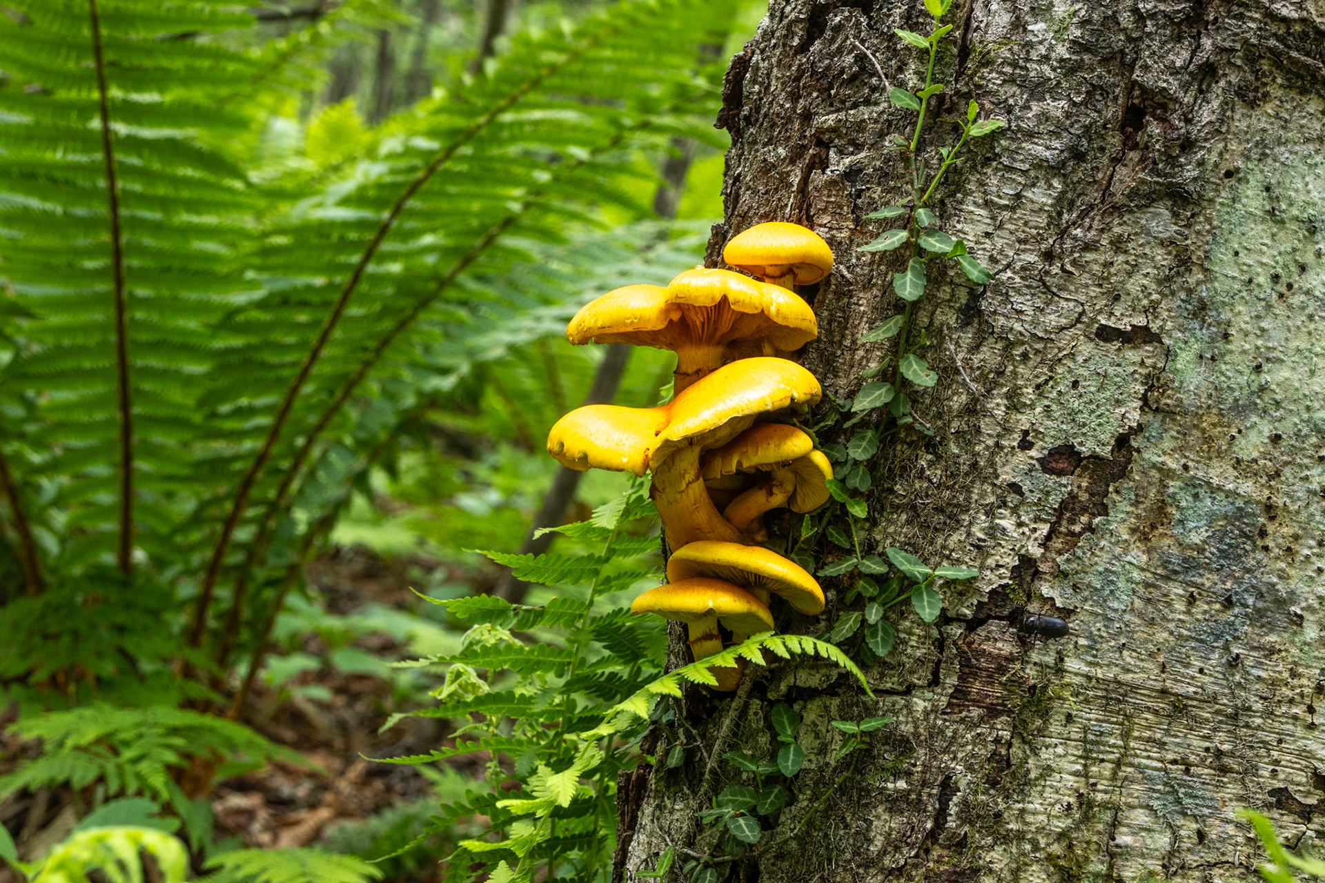 Mushrooms, Shinanoji nature trail