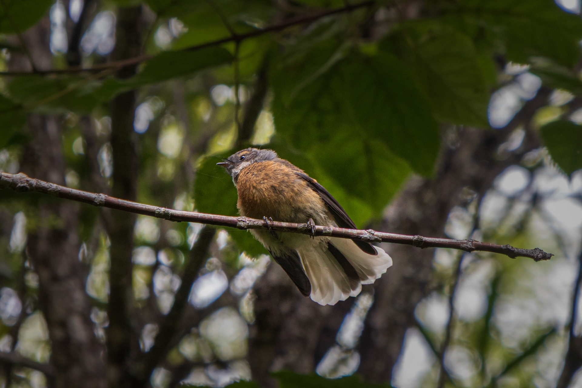 Fantail. Wasn't very interested in posing for us