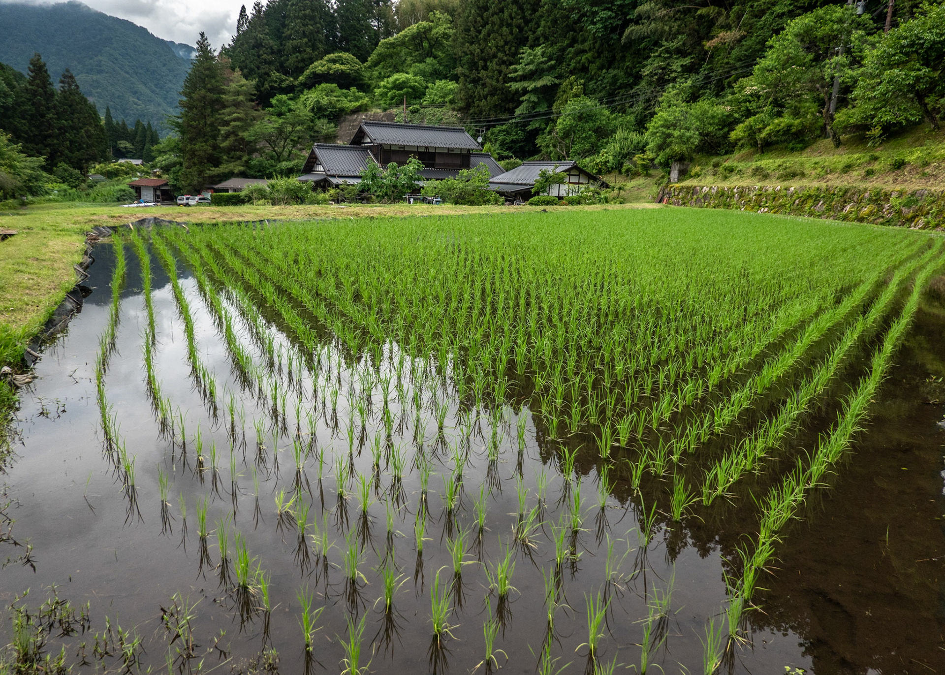 Rice paddy near Tsumago on Nakisendo Highway