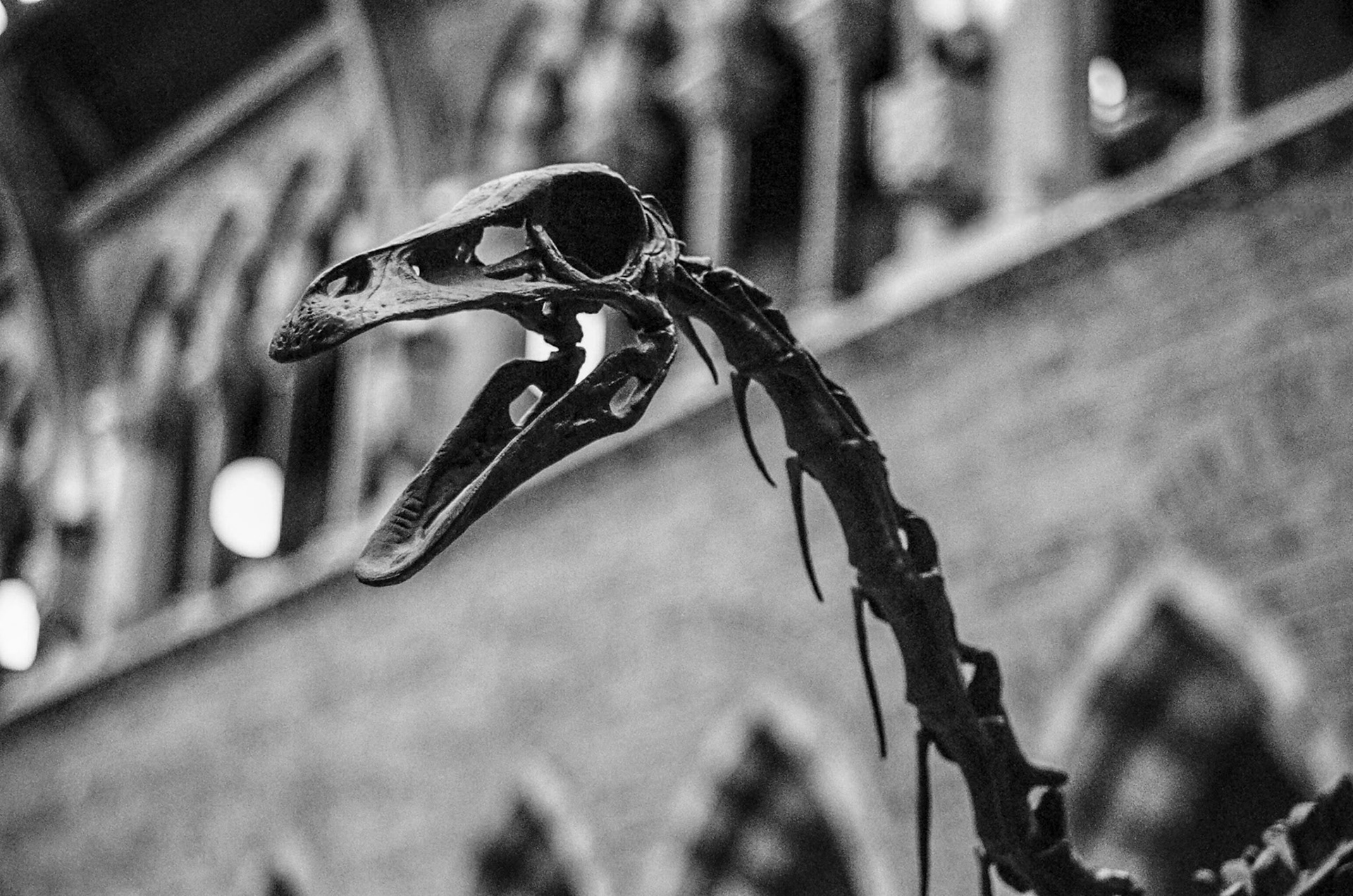 Dinosaur head