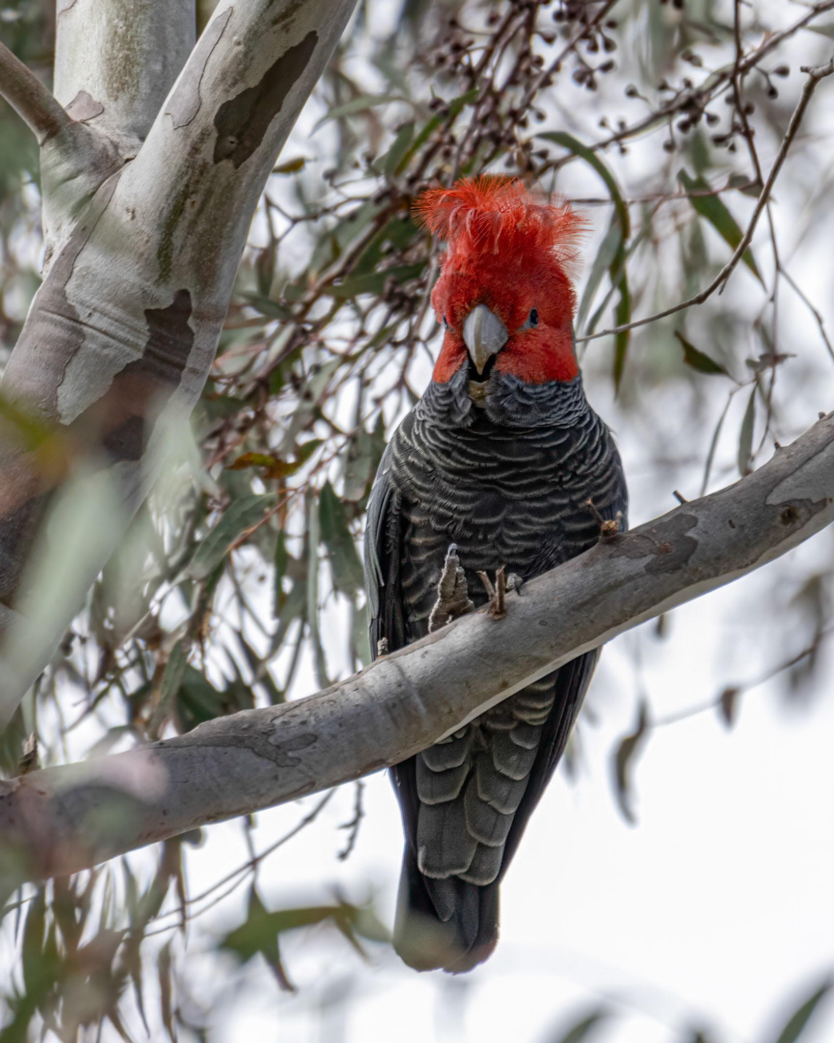 Gang-gang cockatoo