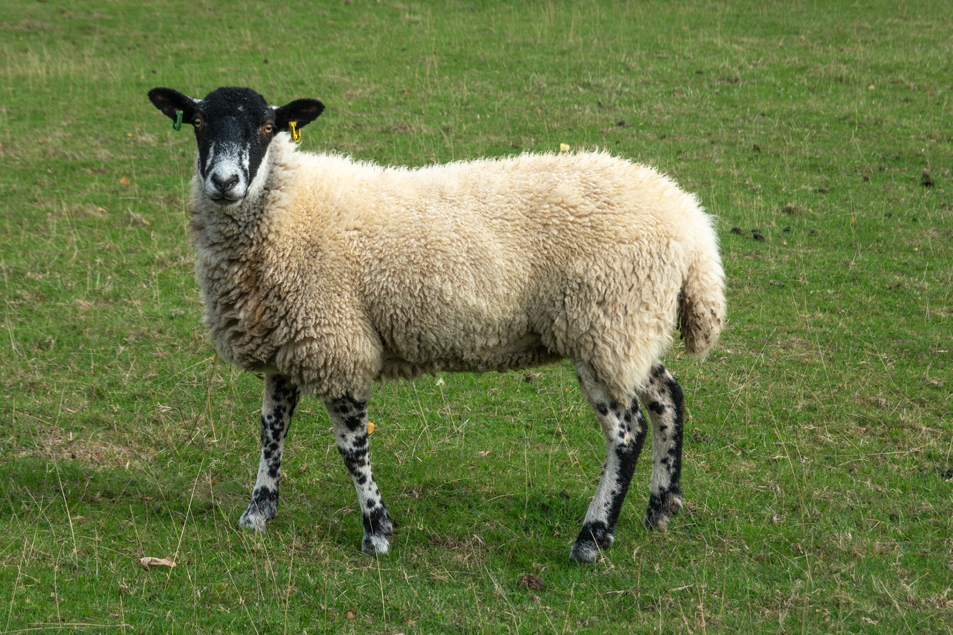 Beulah Speckled-Face sheep in palace grouns