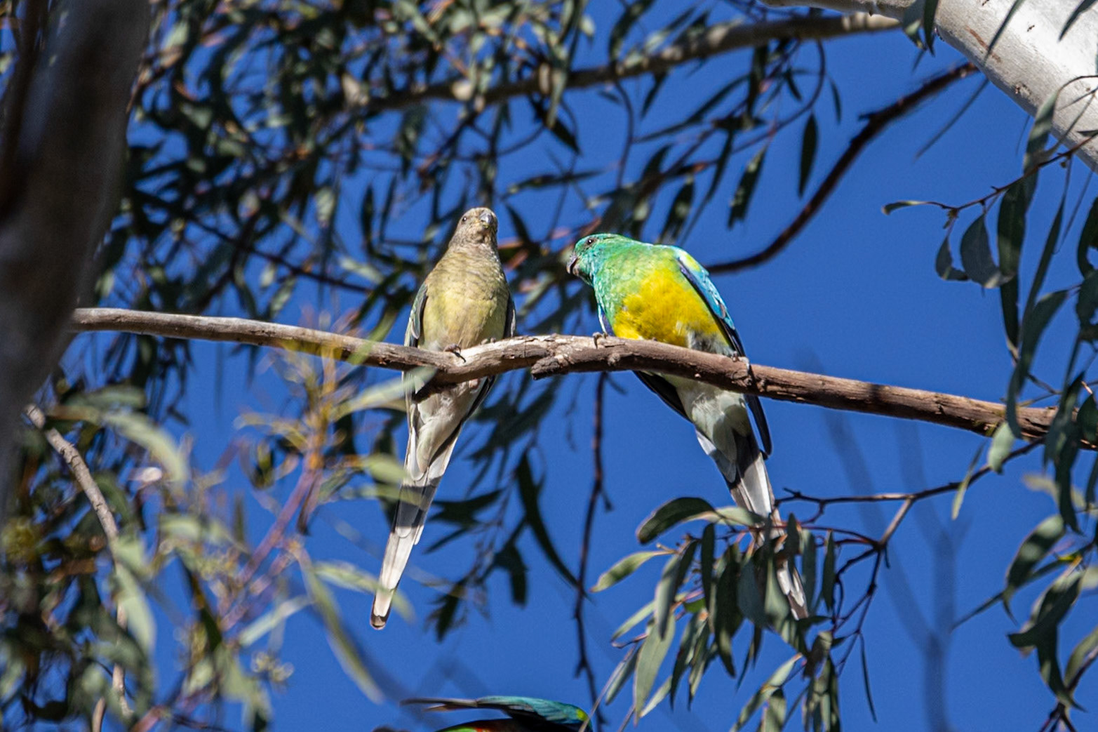 Red-rumped parrots -  a bit of foreplay