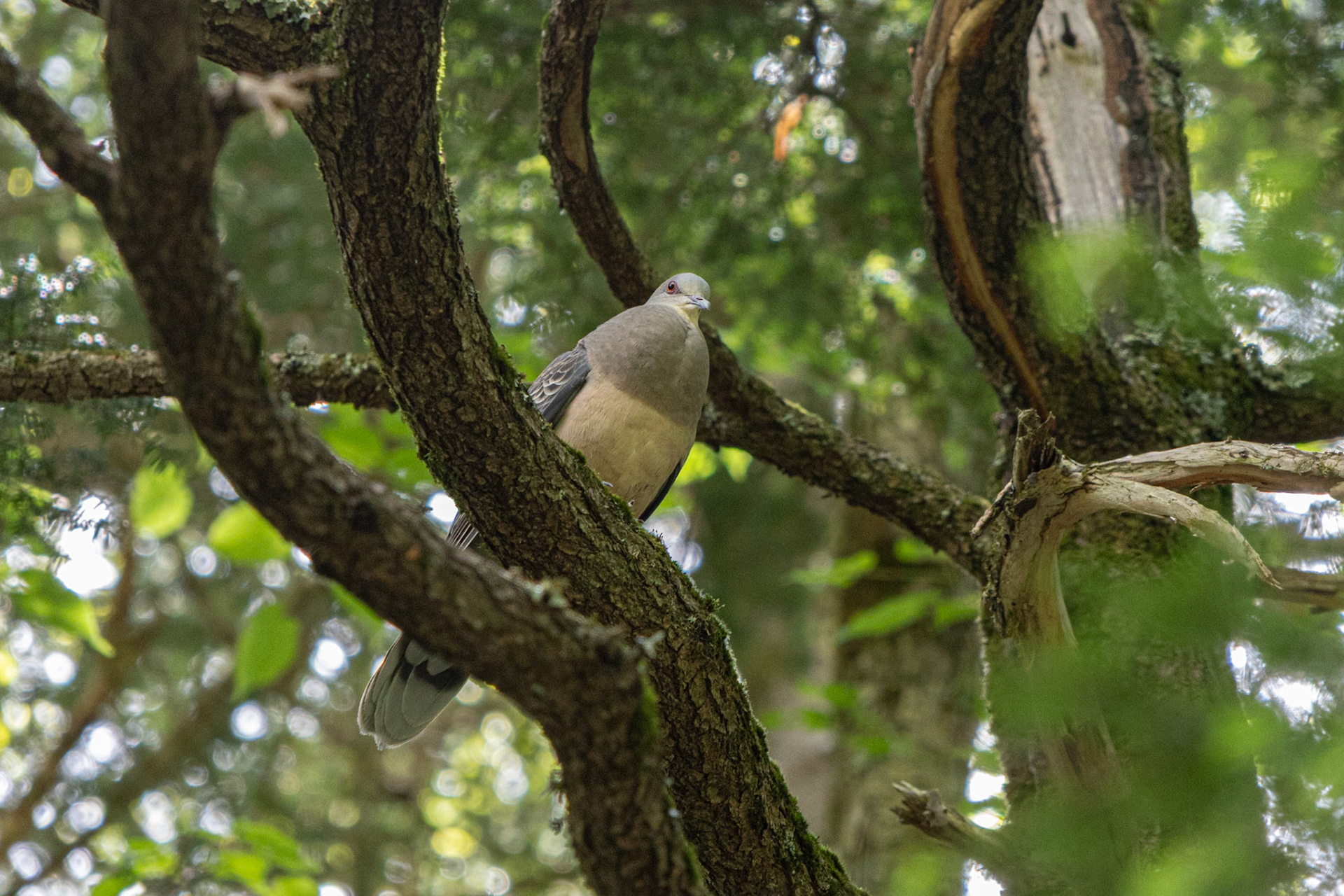 Pigeon. One of the few birds that we spotted. Heard a woodpecker pecking away nearby, but didn't see it