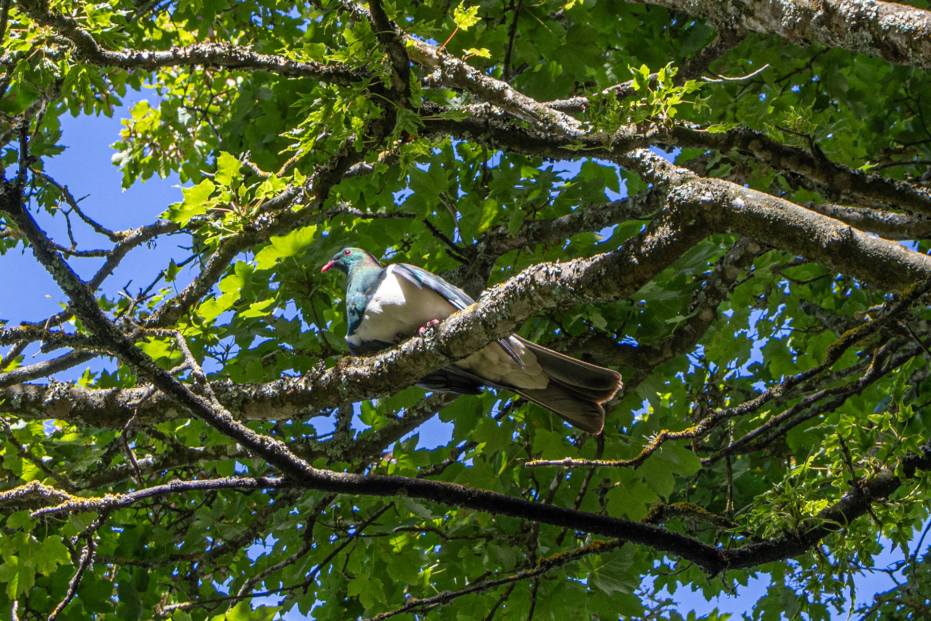 Kereru (wood pigeon)