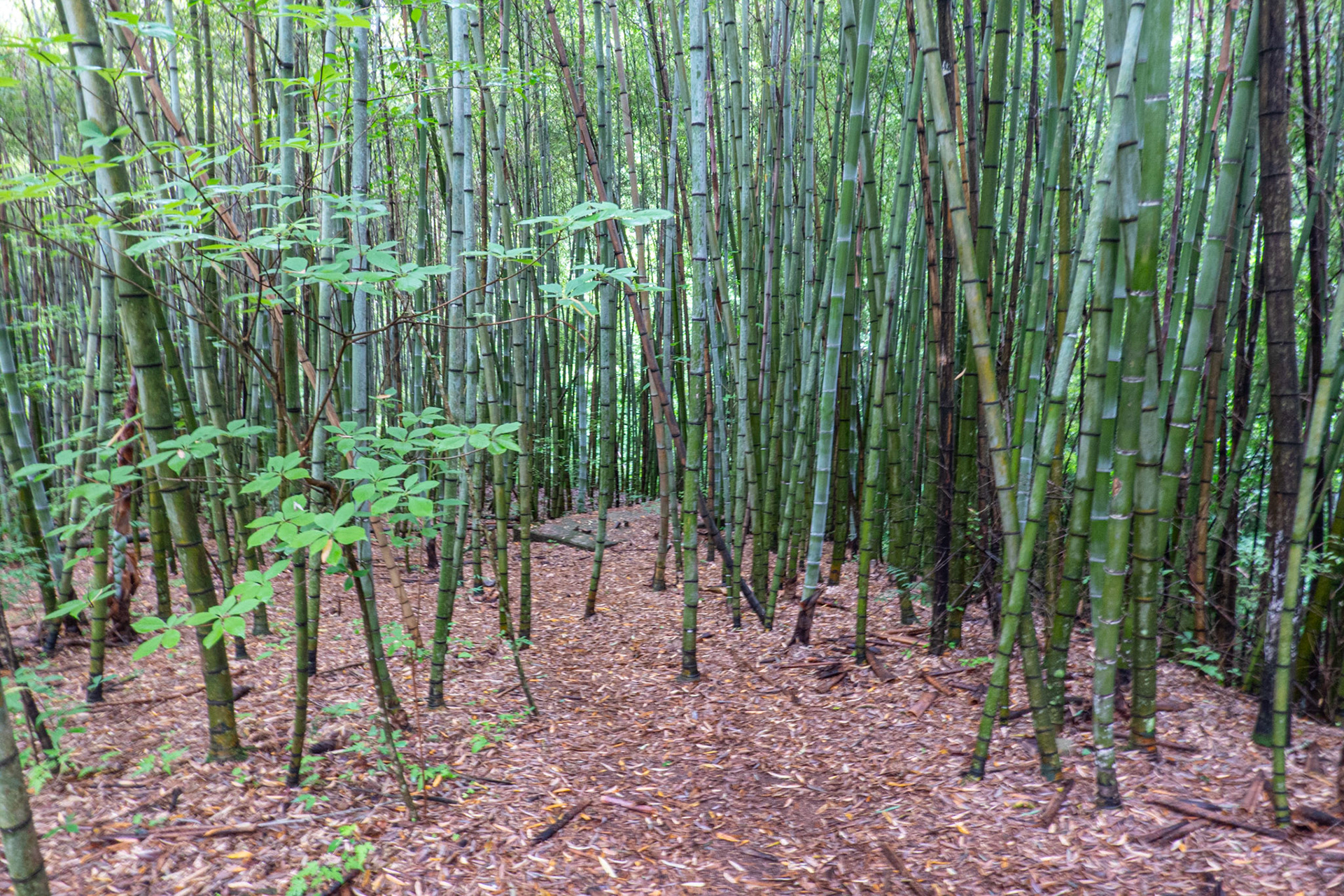 One of many bamboo groves