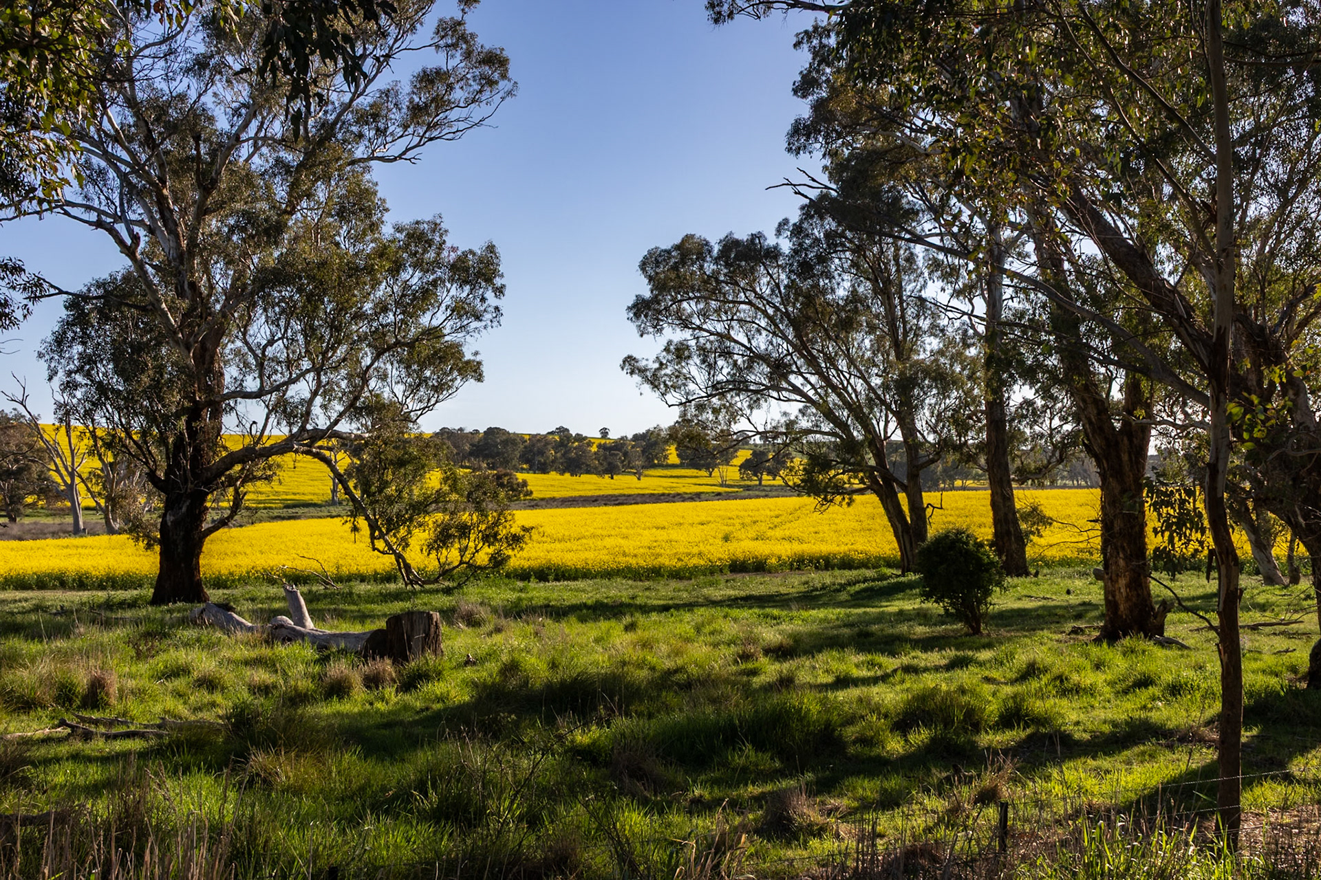 Morning - near Binalong