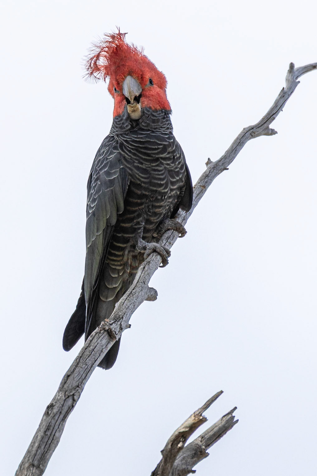 Gang-gang cockatoo showing off