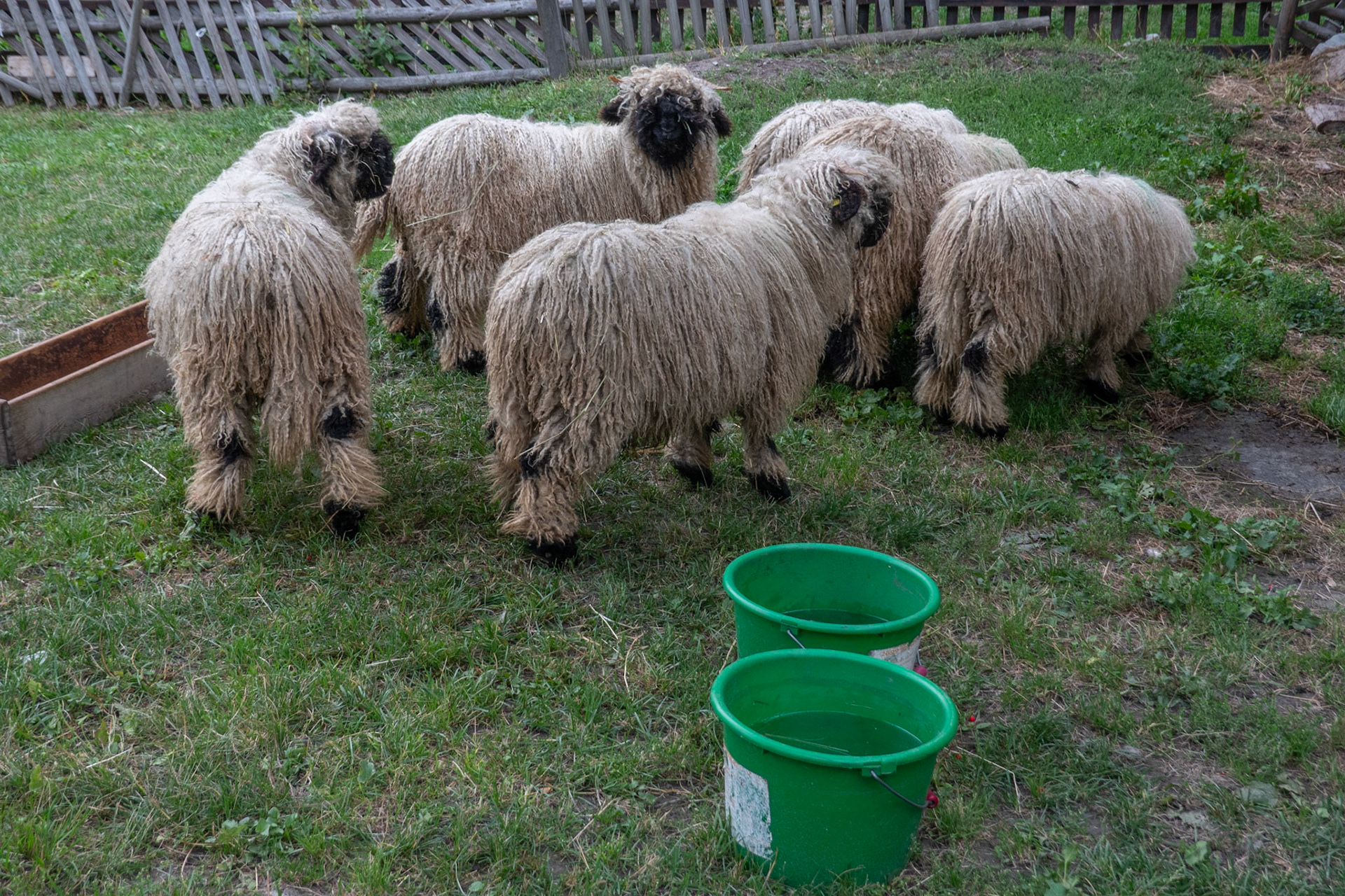 Sheep - in somebody's front yard