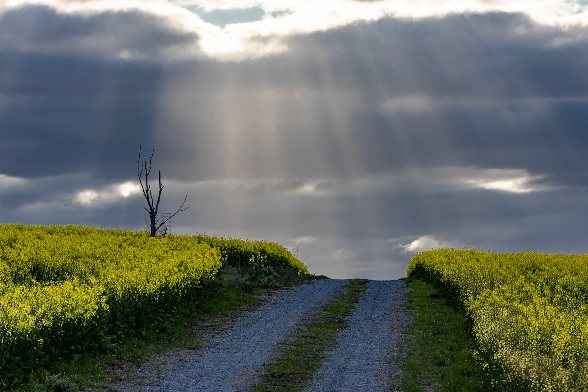 Sunbeams at the entrance, Galong Cemetery