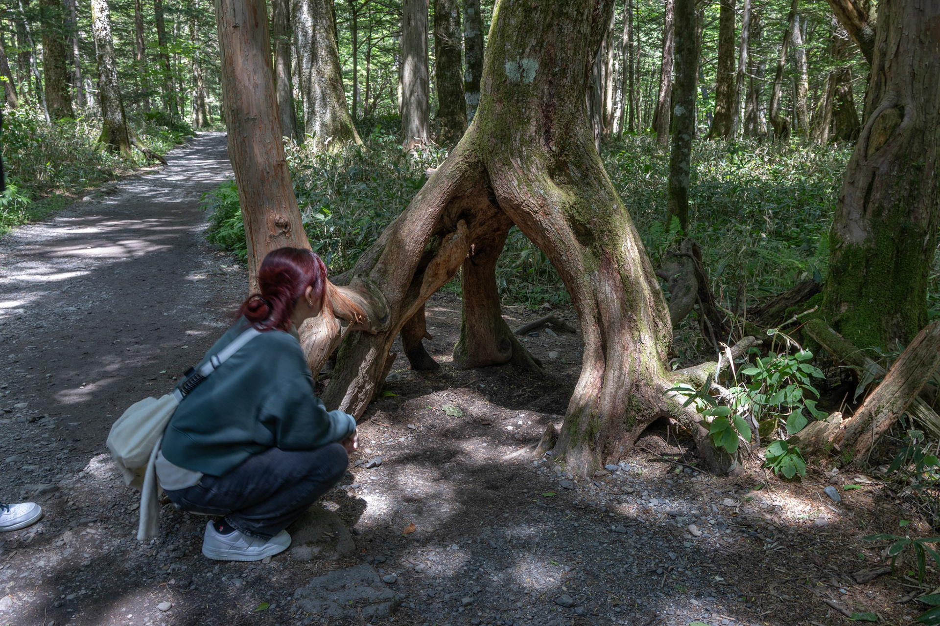 Bizarre tree root