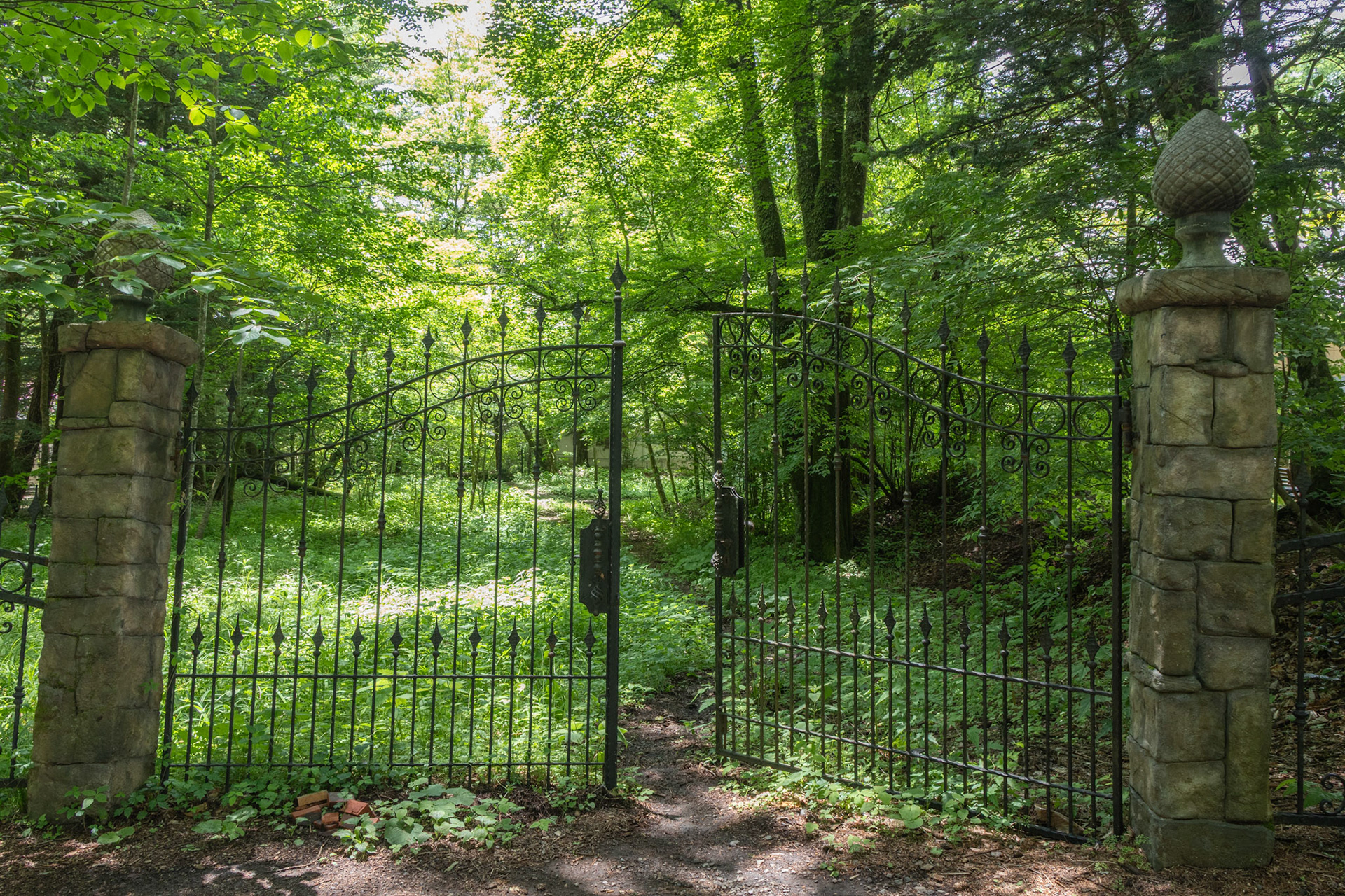 Path into the forest