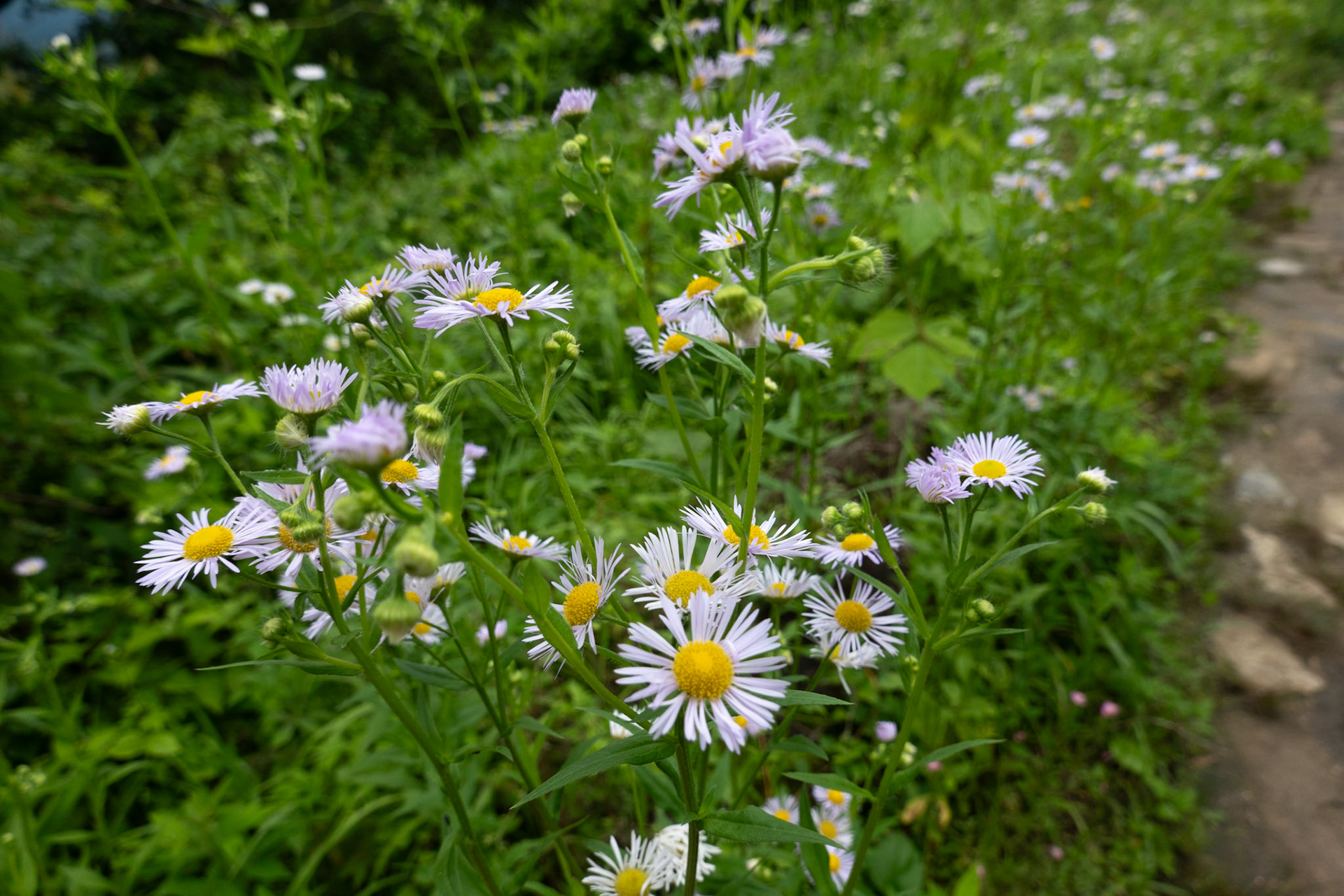 Wild daisies