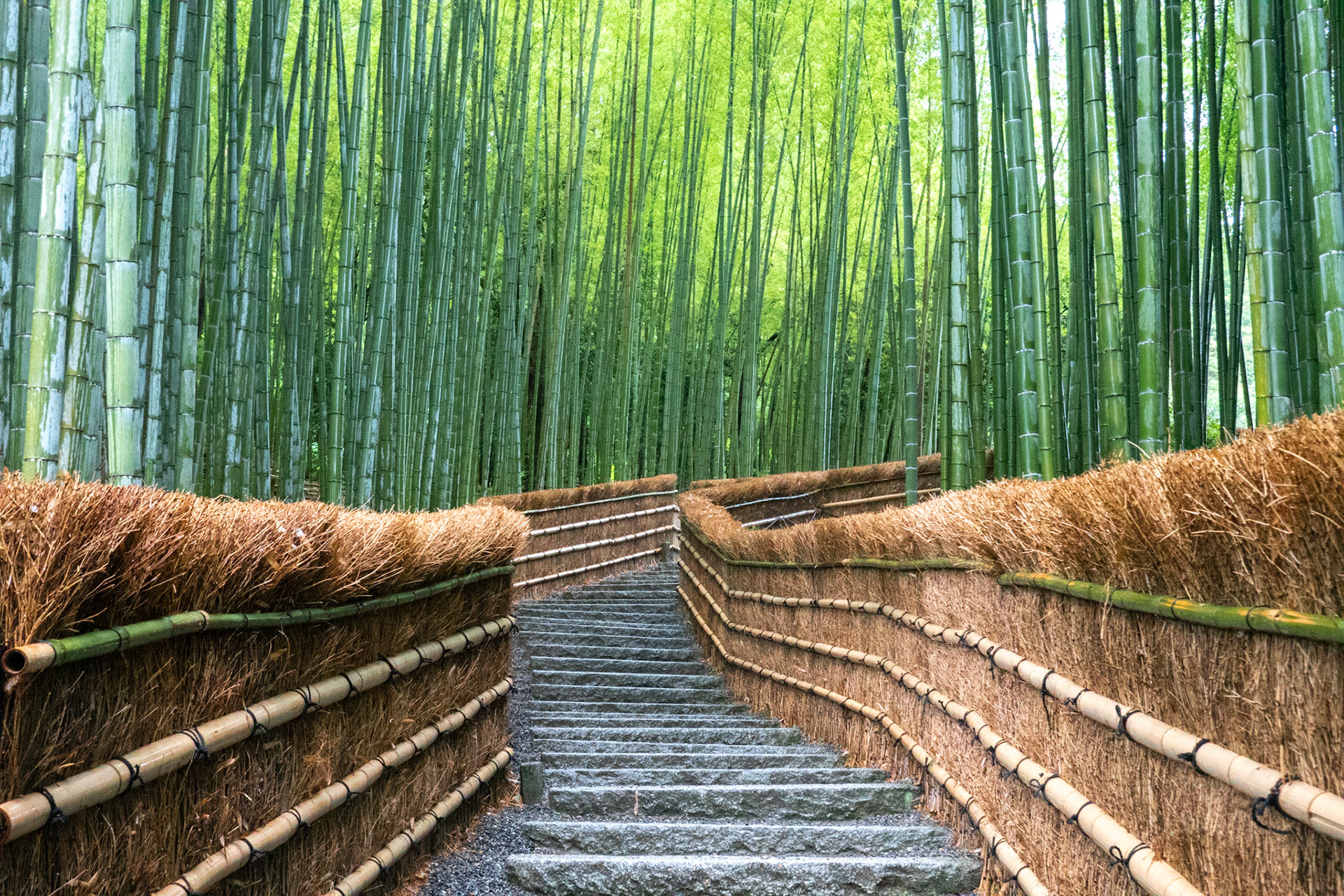 Bamboo gardens, Adashino Nenbutsuji Templeあだし野念仏寺