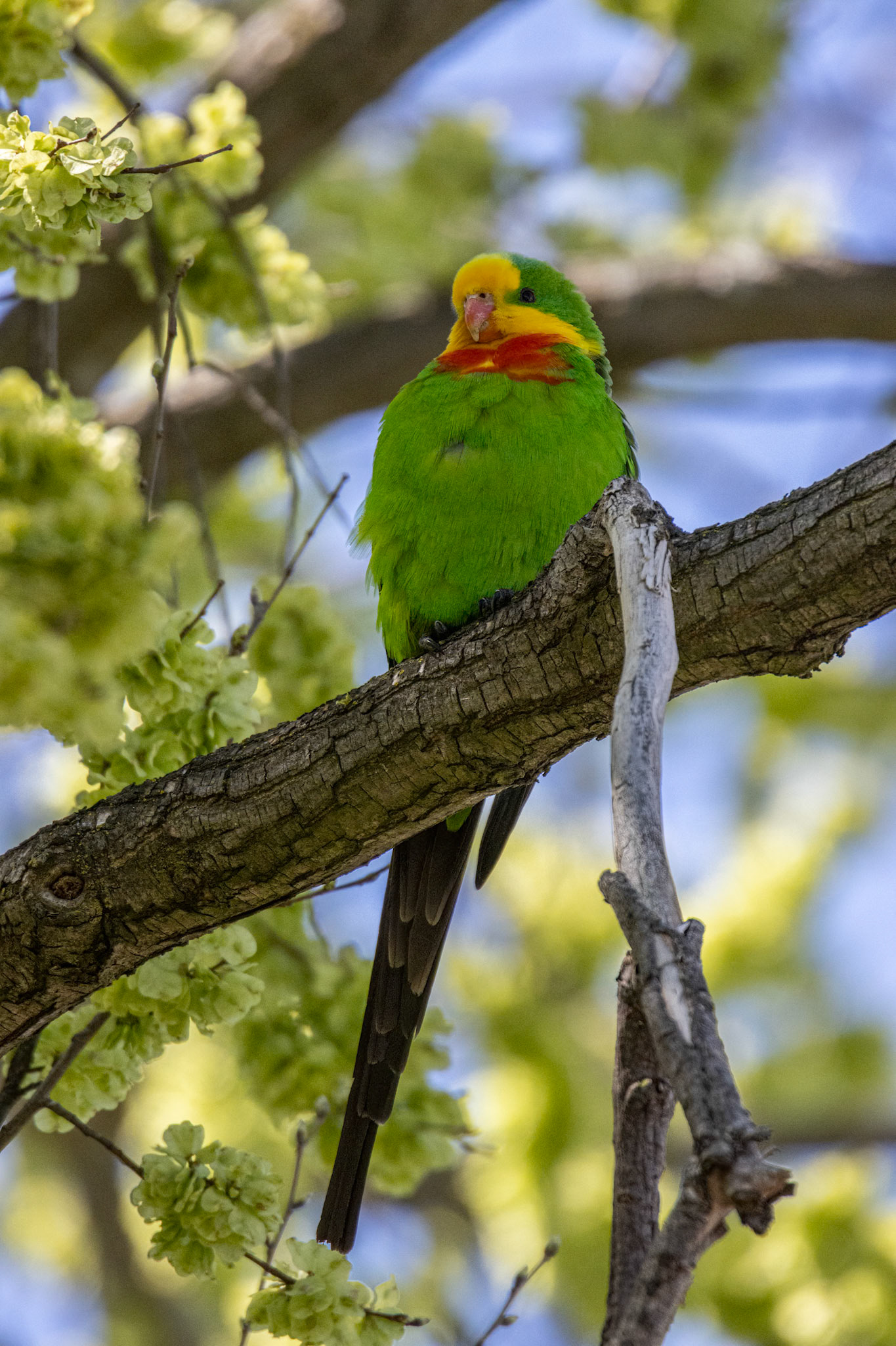 Superb parrot - first one I've seen