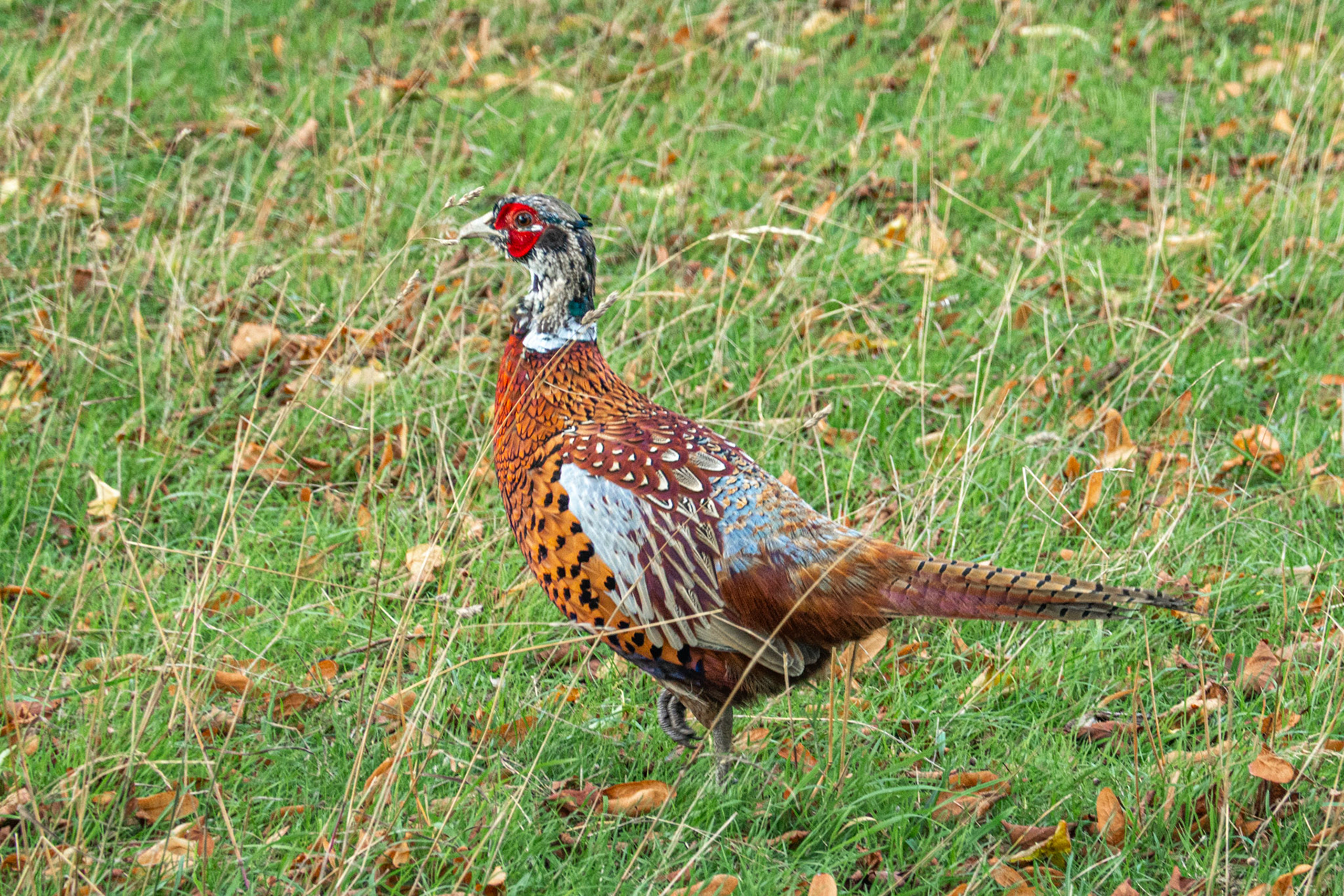 Partridge - an easy shot for the Duke