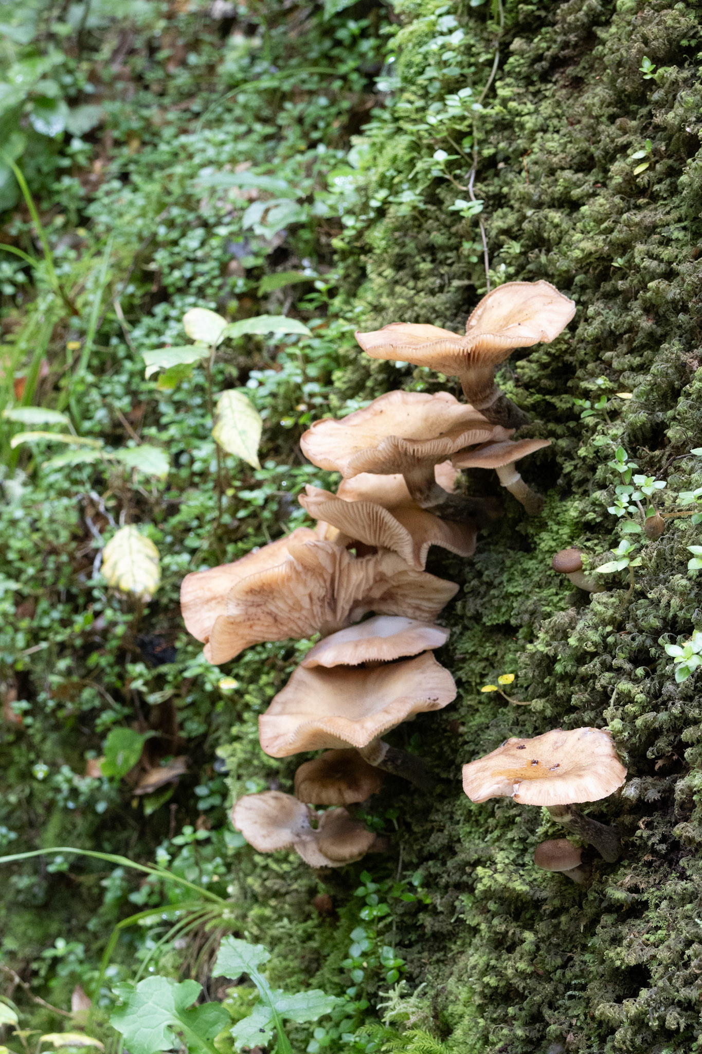 Fungi, Nelson Creek