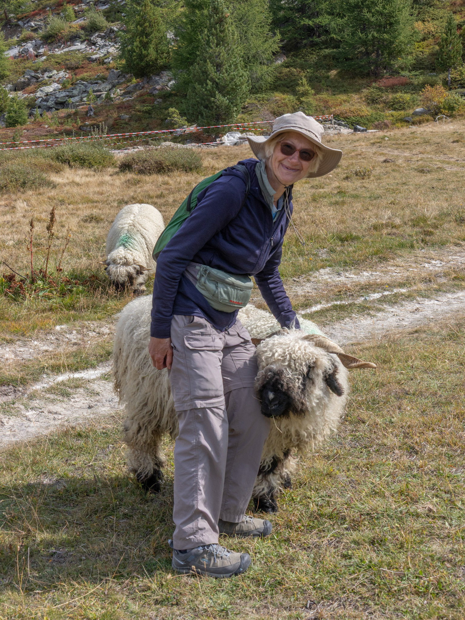 Valais Blacknose Sheep