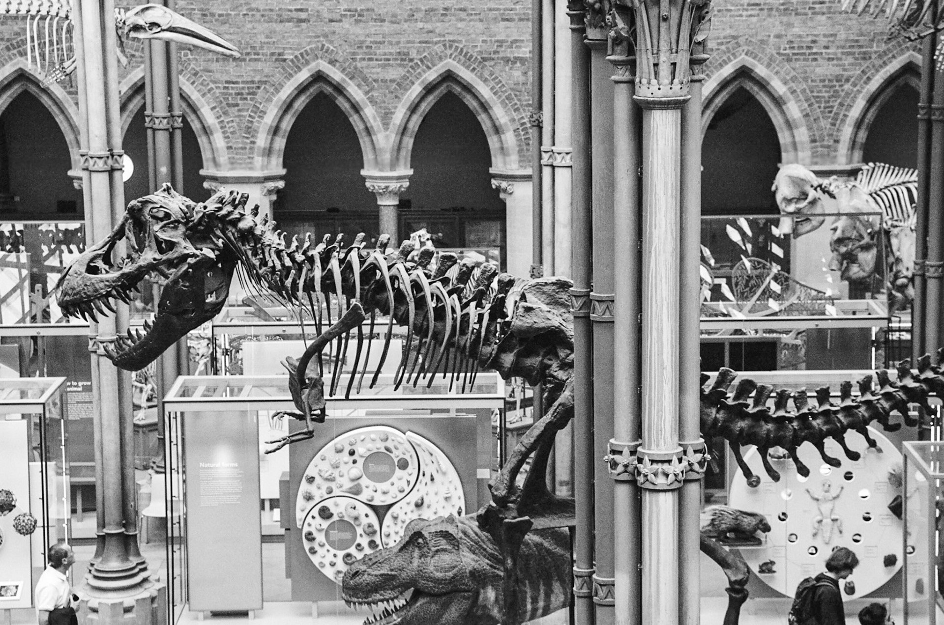 Another dinosaur