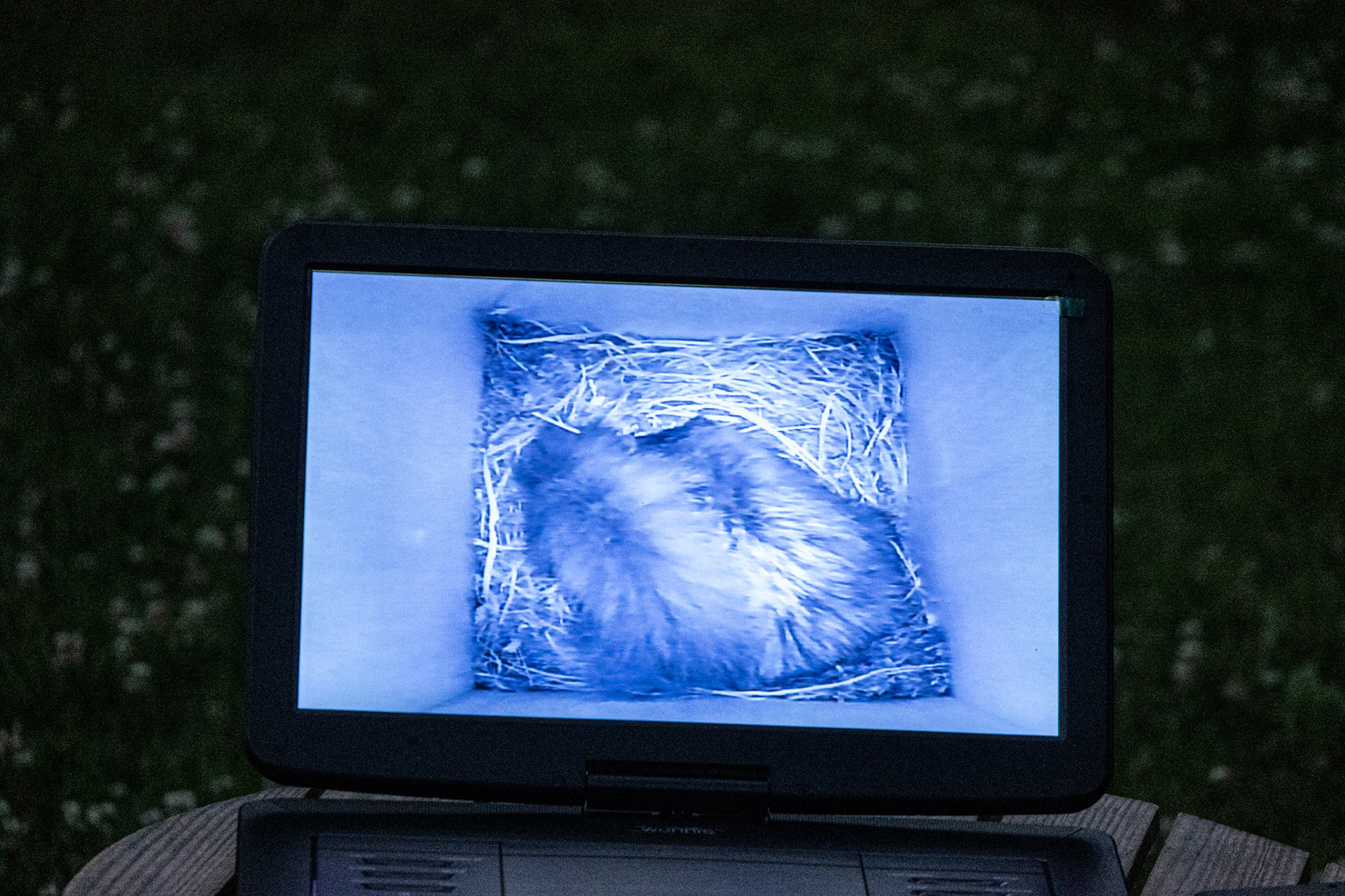 Flying squirrel in nesting box