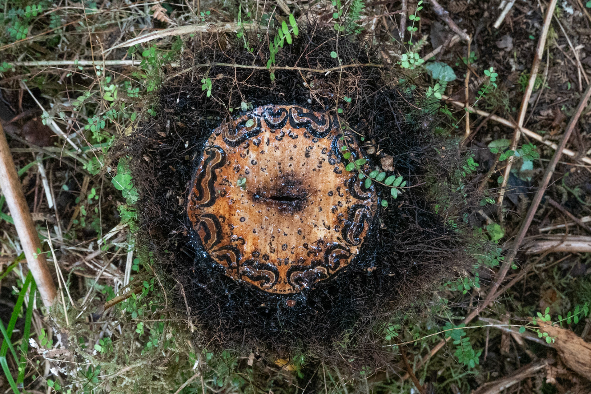 Cross section of tree fern