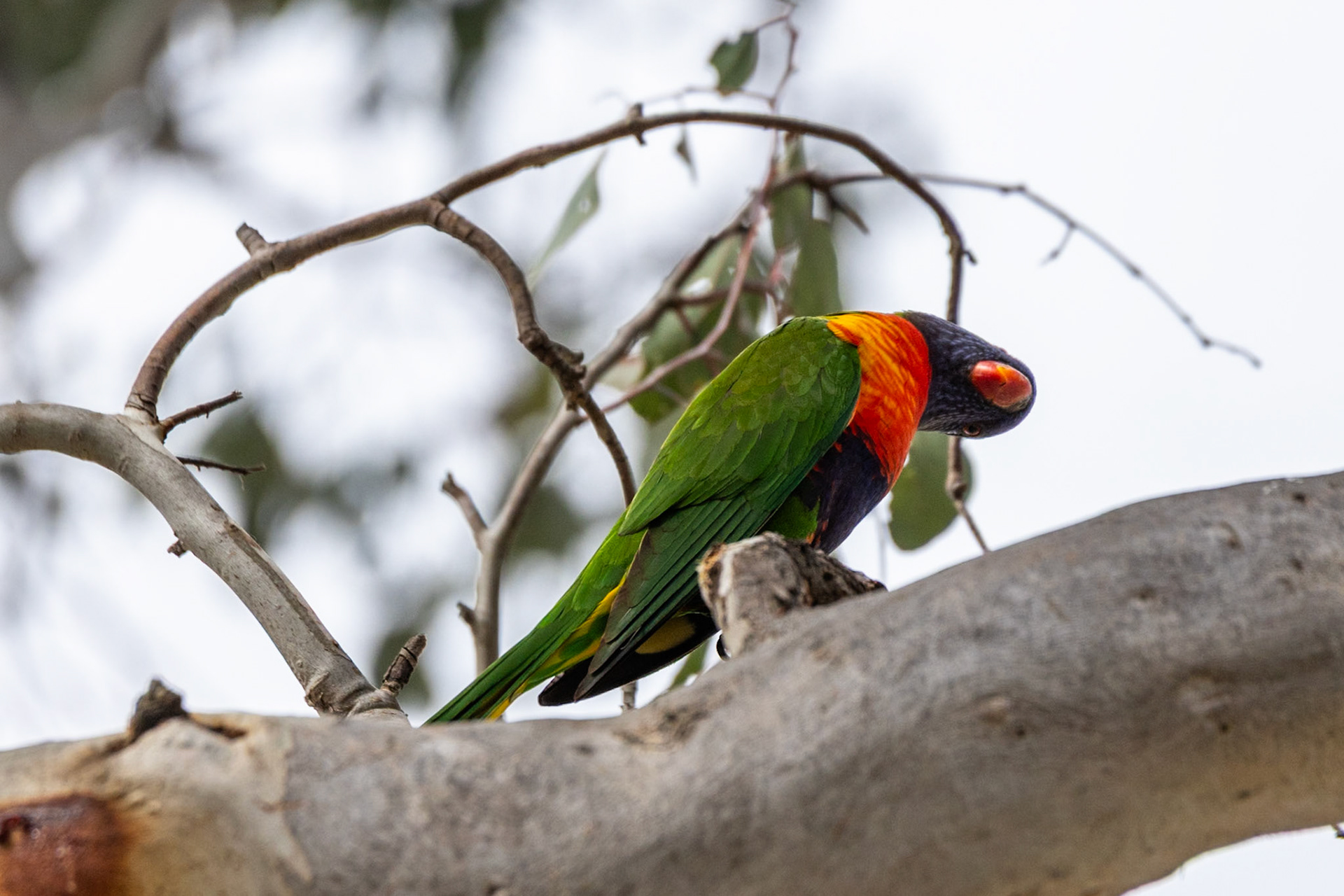 Goofy rainbow lorikeet