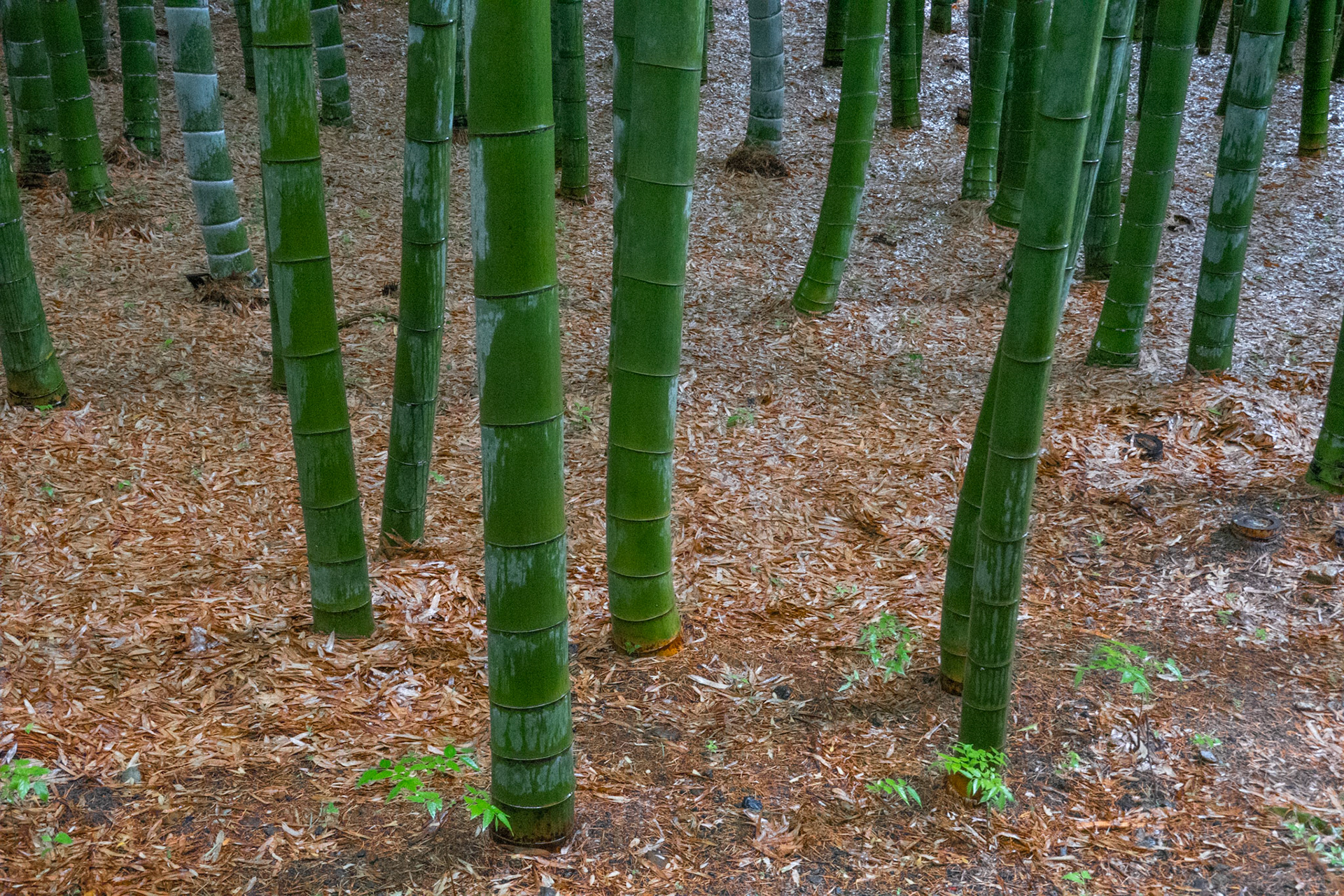 Bamboo gardens, Adashino Nenbutsuji Templeあだし野念仏寺
