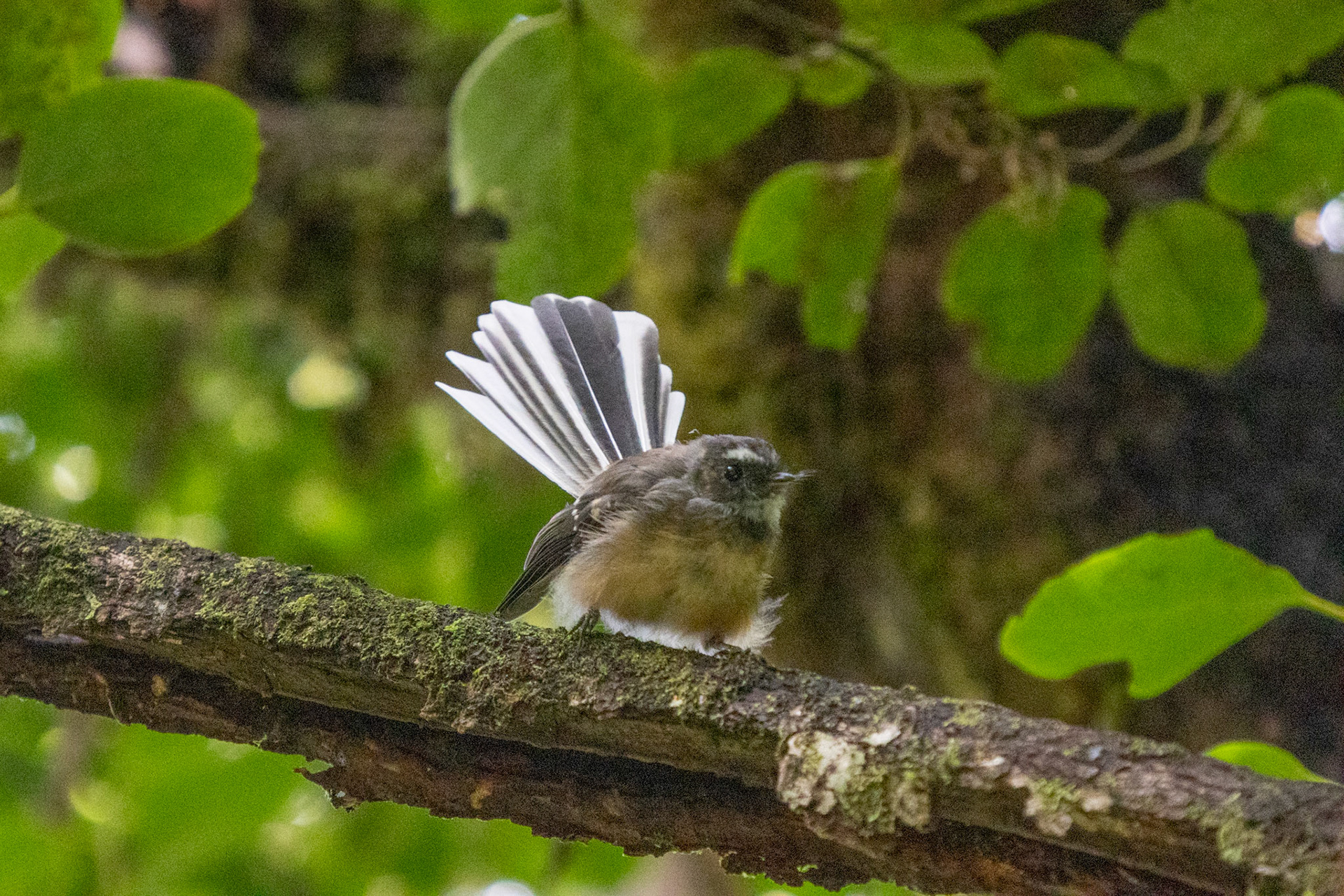 Juvenile fantail