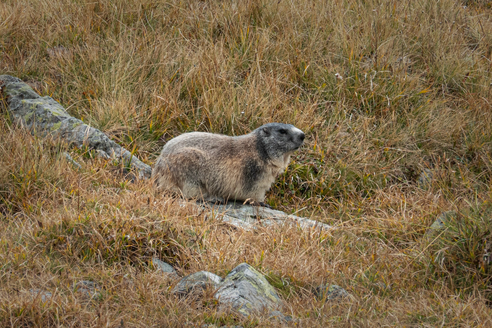 Alpine marmot. A great find