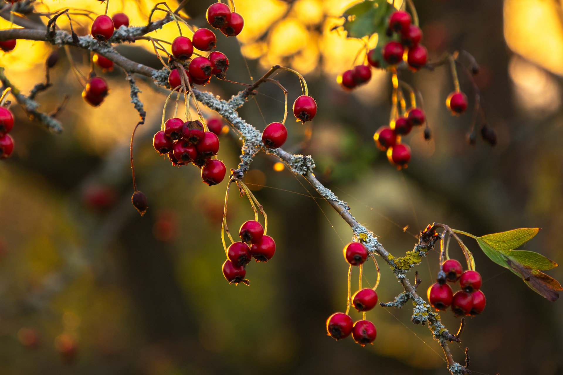 Hawthorn berries