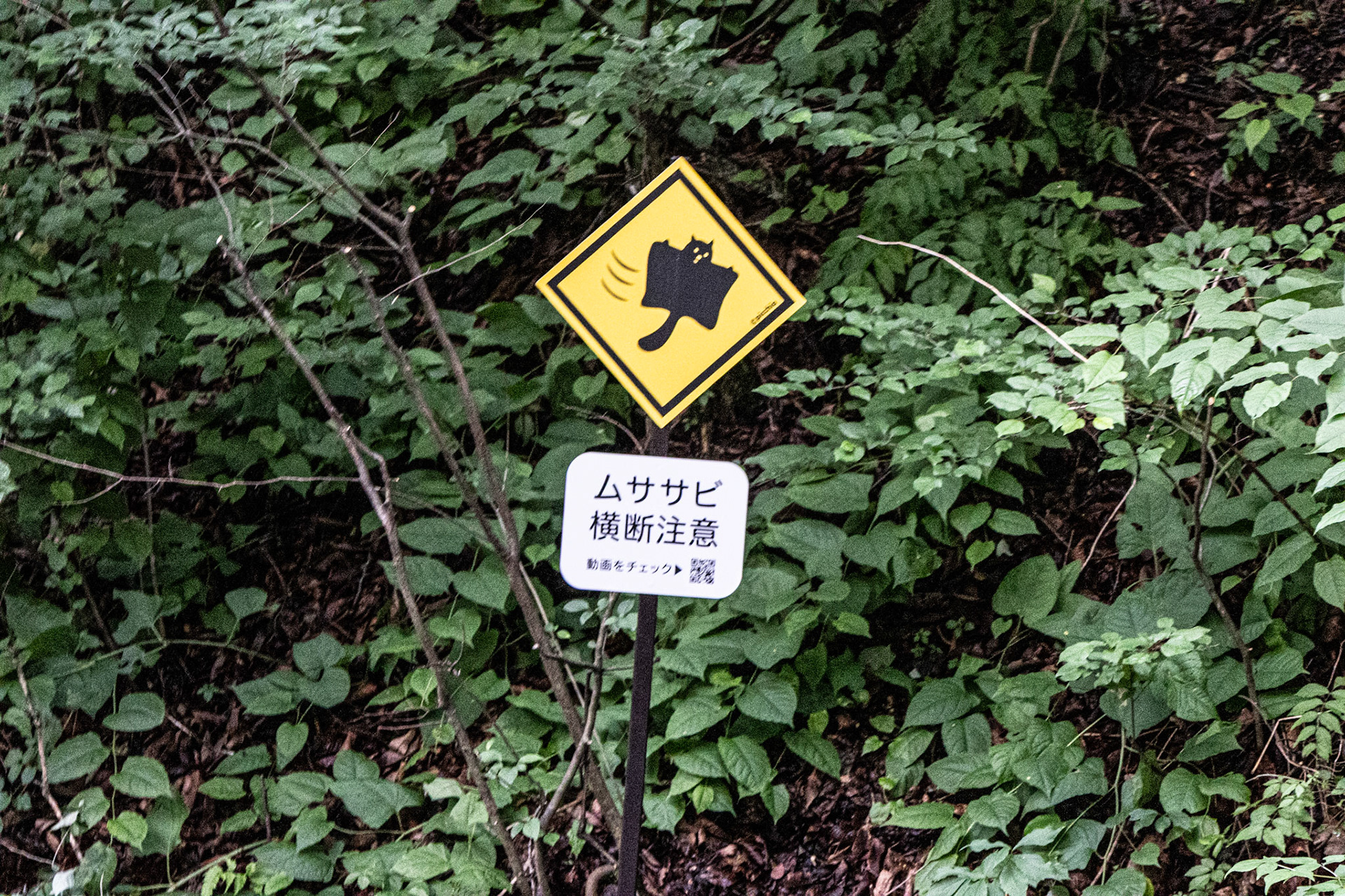 Flying squirrel warning
