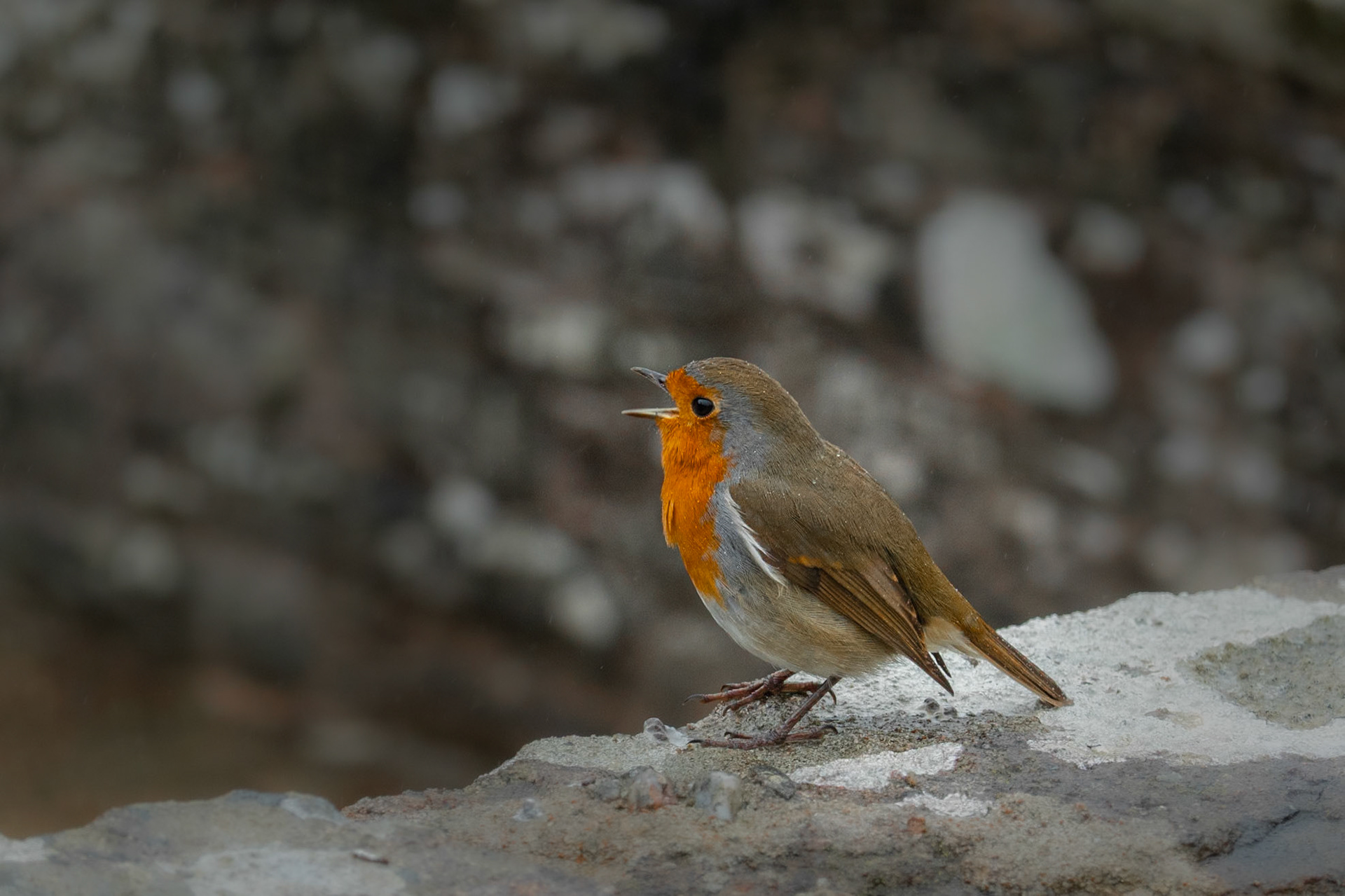 Cheeky robin, Tintern Abbey