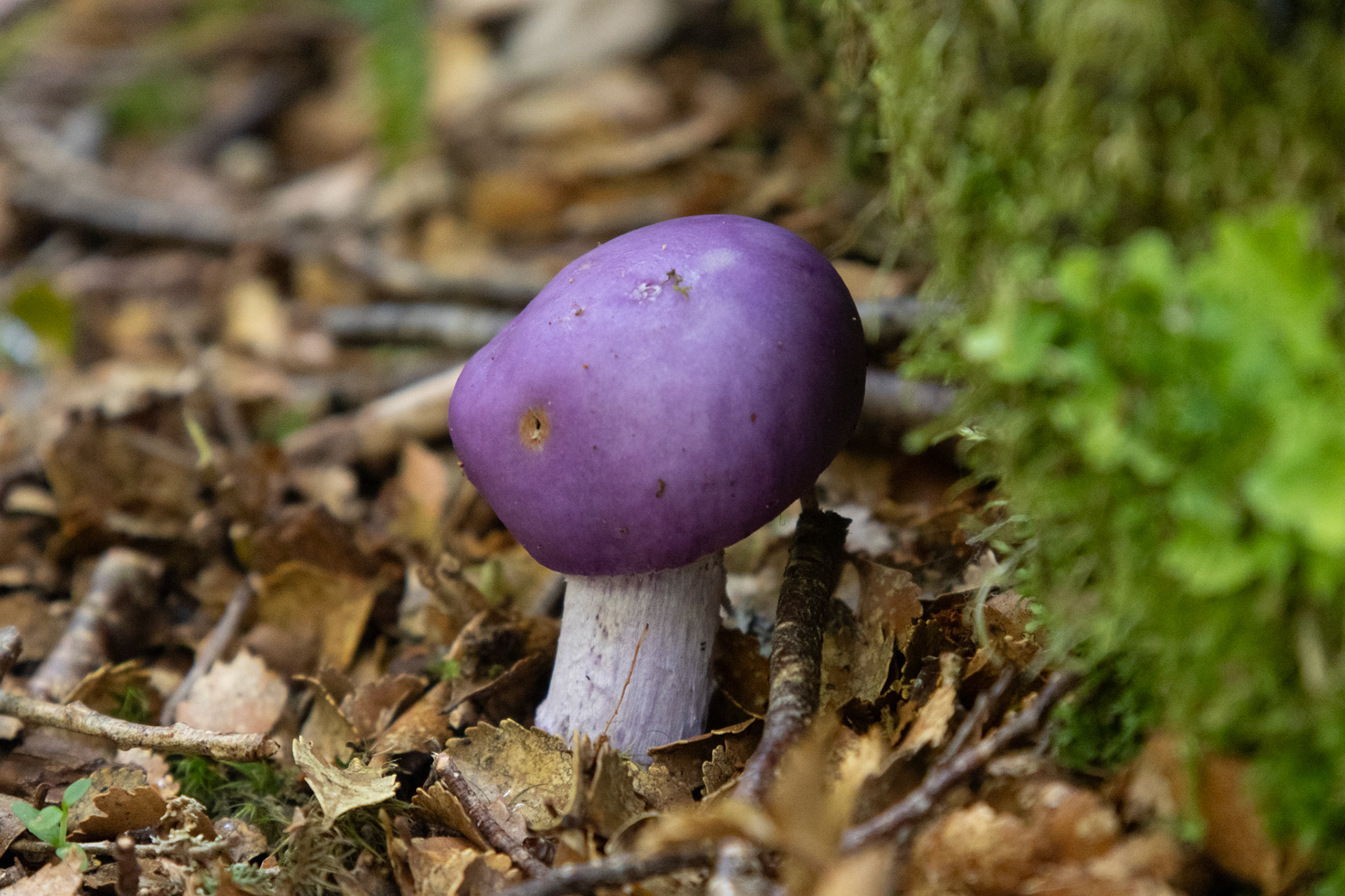 Purple Pouch Fungus