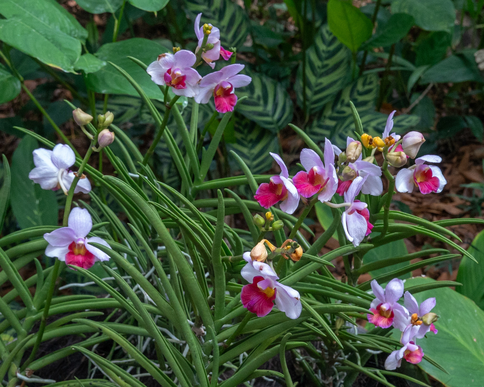 More orchids