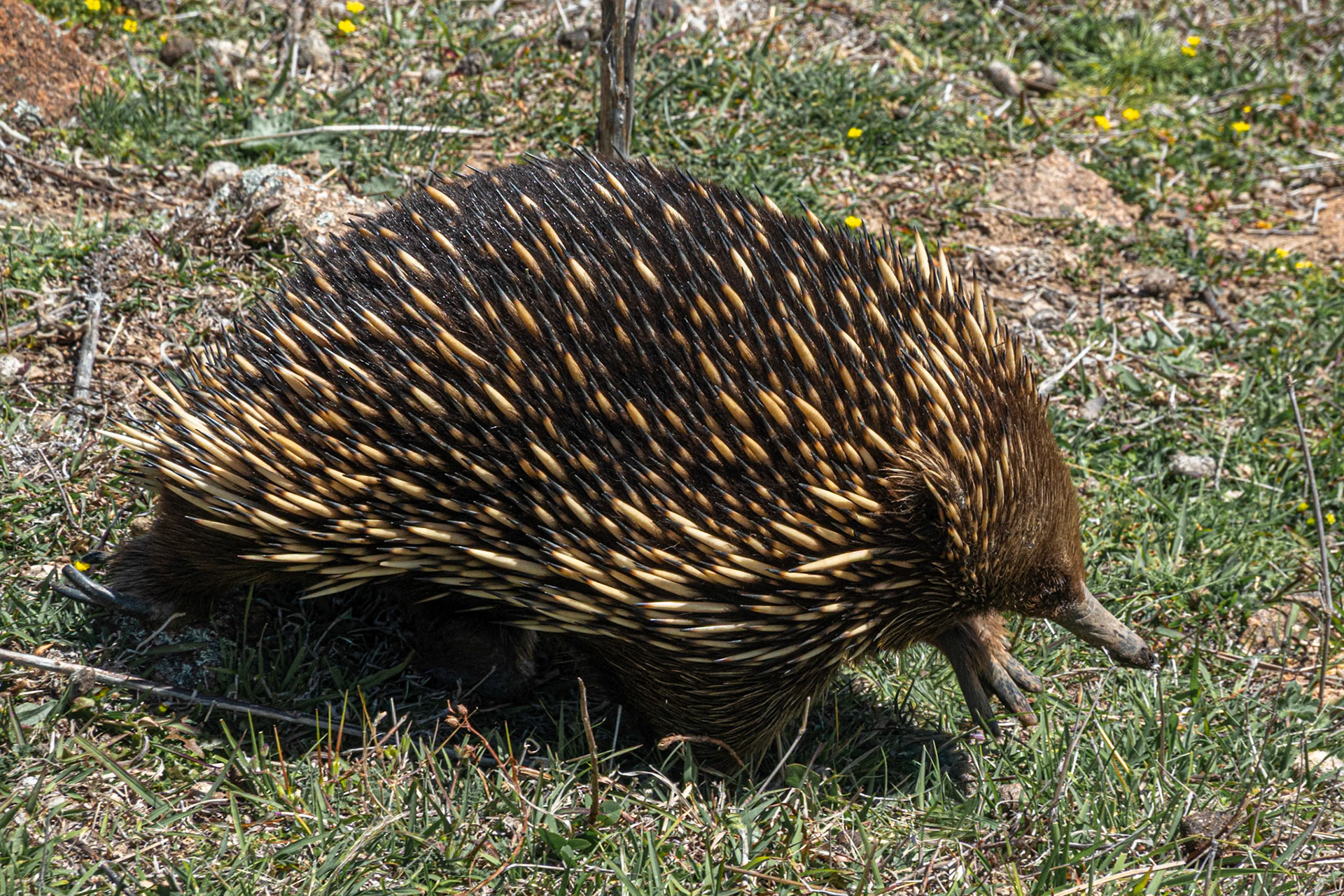 Echidna on Urambi Hills