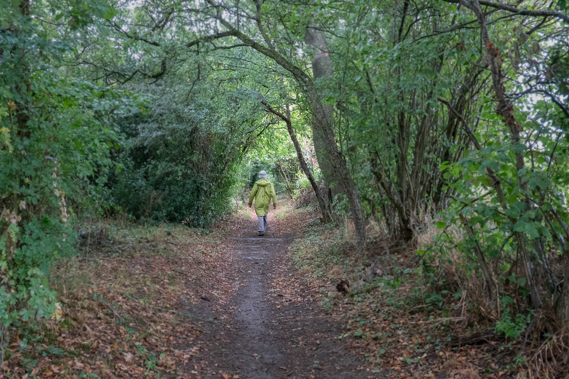 Hedgerow