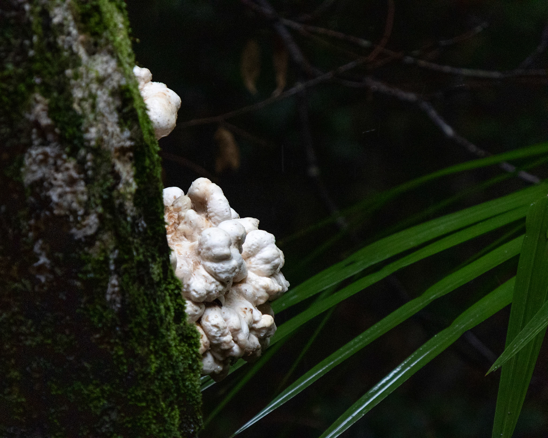 Fungi!